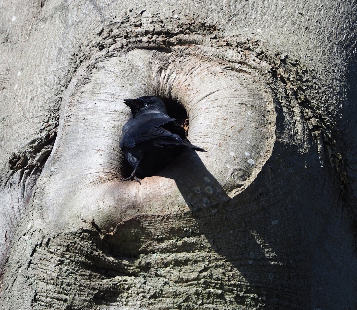 Wild western jackdaw (Coloeus monedula) in cavity in old beech, 2024-03-04
