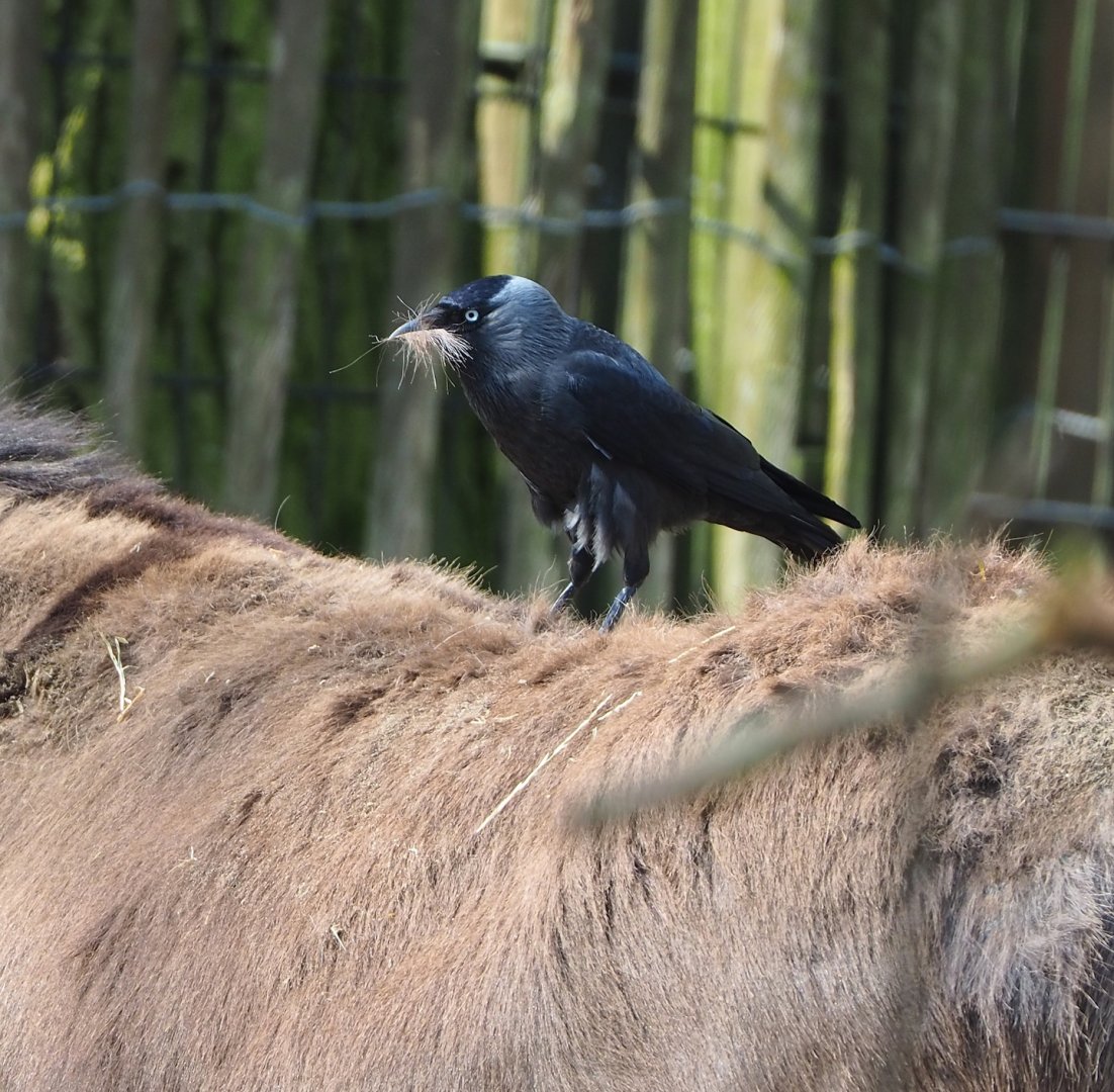 Wild Western jackdaw (Coloeus monedula) plucking donkey hair, 2023-04-18
