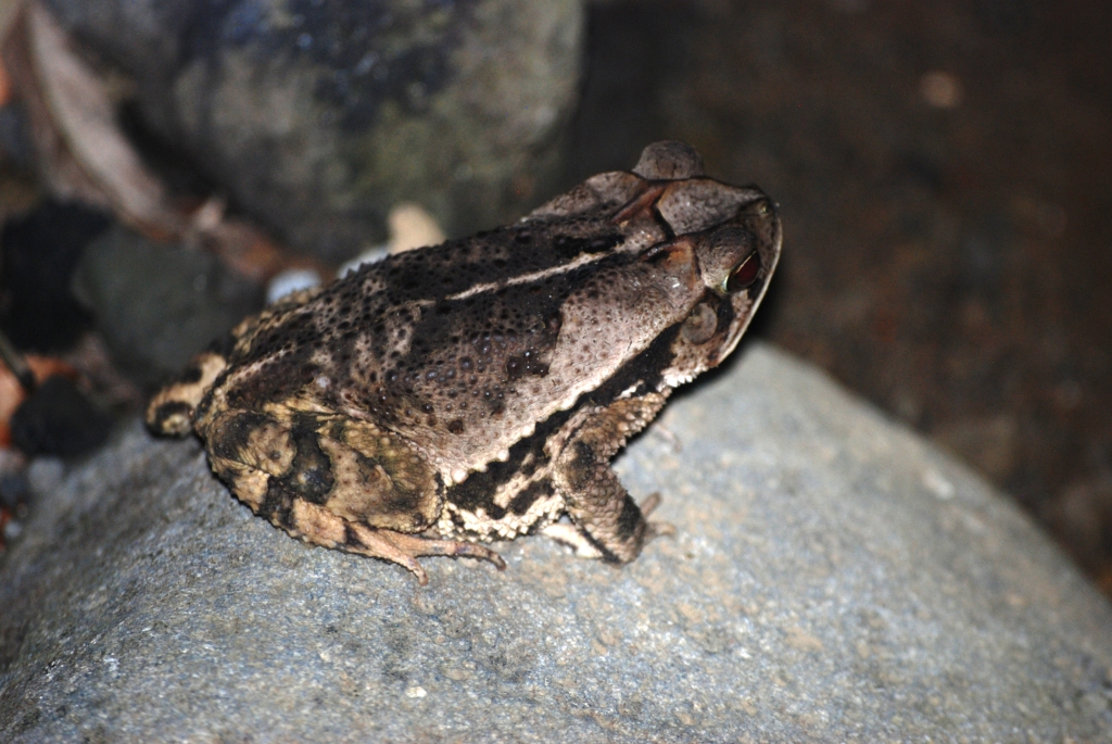 (Wild) Wet Forest Toad at Arenal Natura, 18/04/14