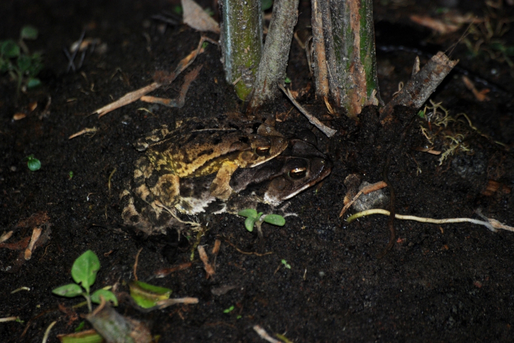 (Wild) Wet Forest Toads in Attempted Amplexus, Arenal Natura, 18/04/14