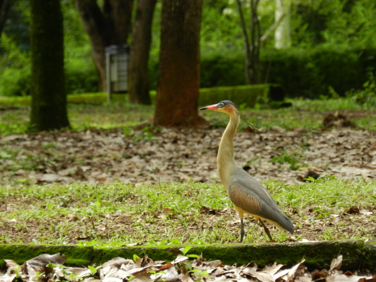 Wild whistling heron - Belo Horizonte zoo