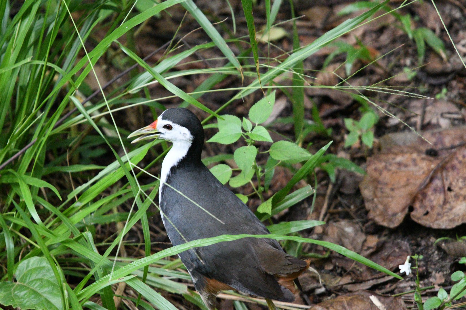 Wild White Breasted Waterhen ~ Treetops Trail