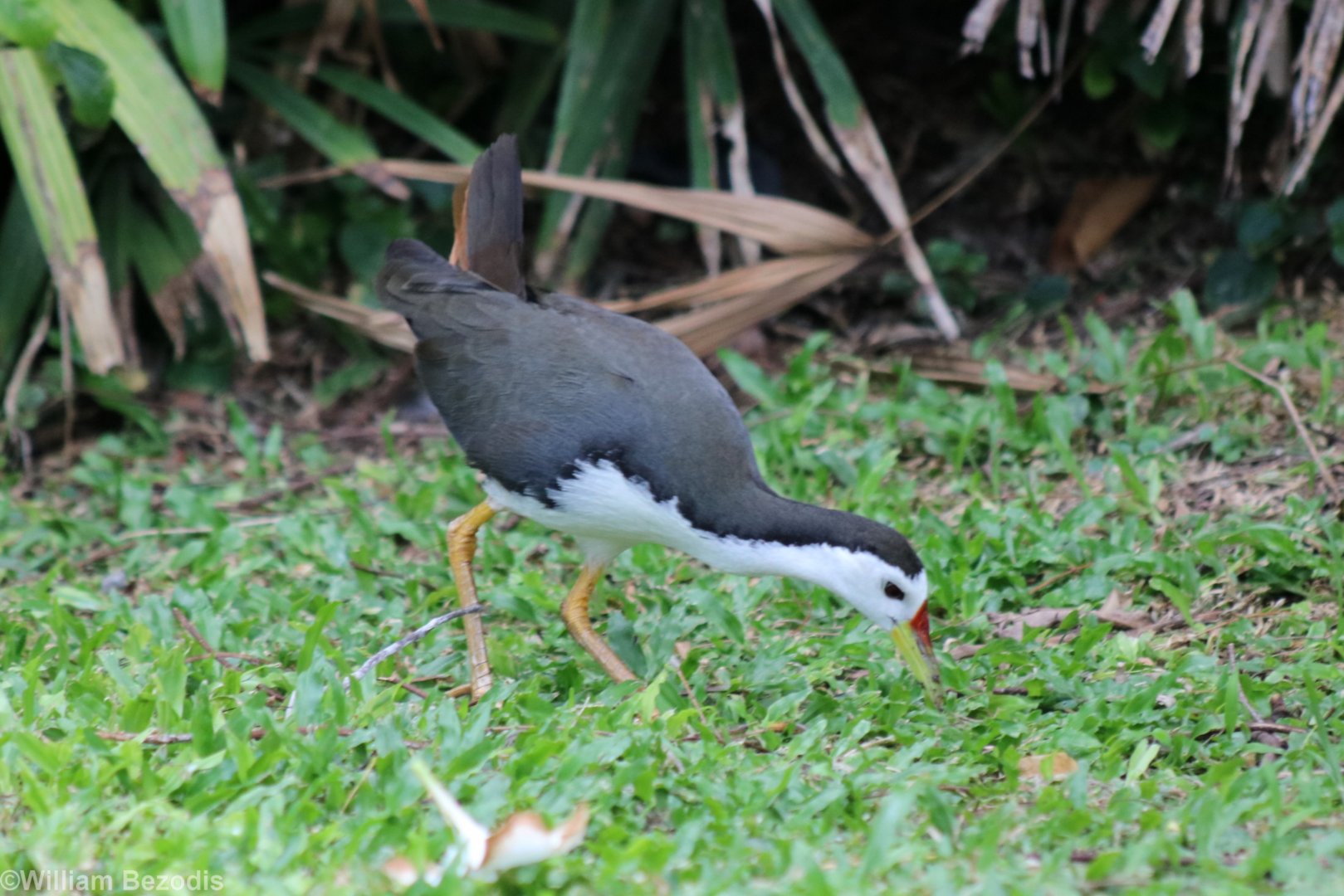 (wild) White-breasted Waterhen
