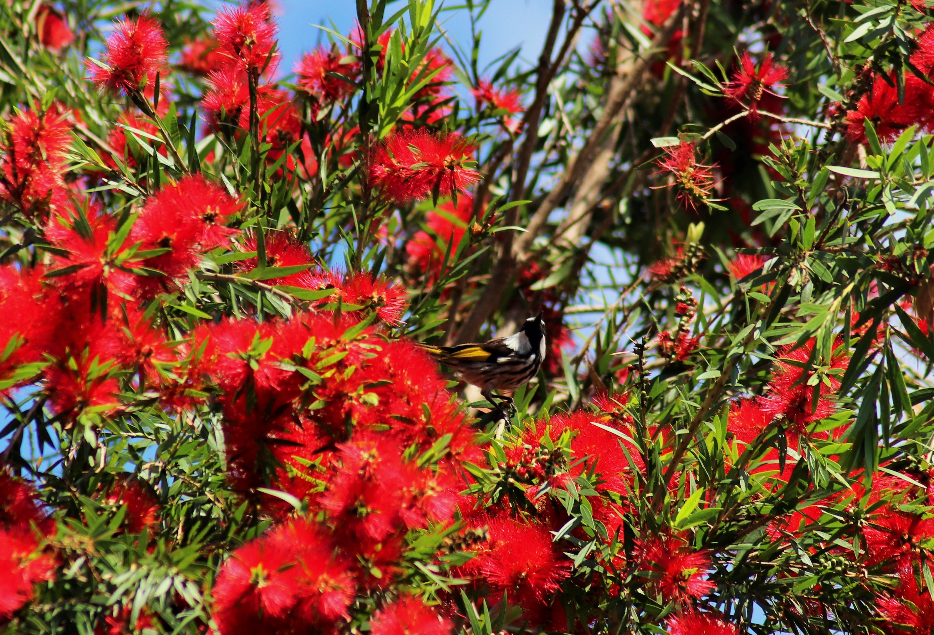 Wild White-cheeked Honeyeater (Phylidonyris niger)