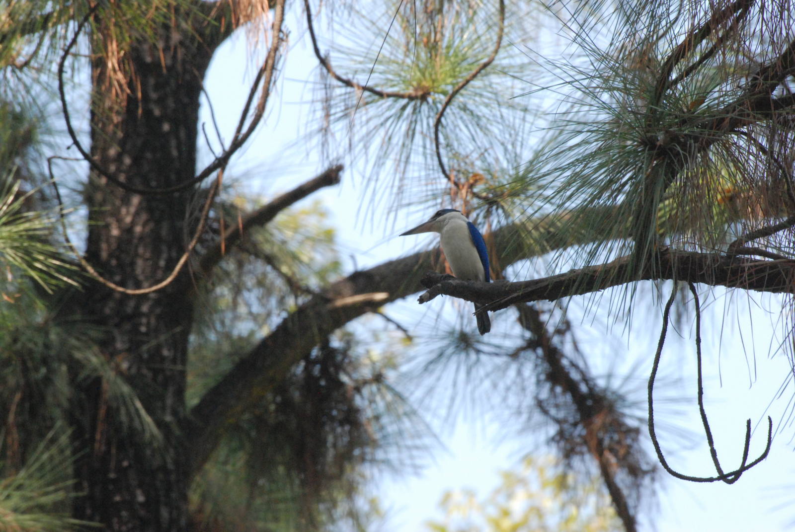 Wild White-collared Kingfisher at Saigon Zoo, 16/03/12