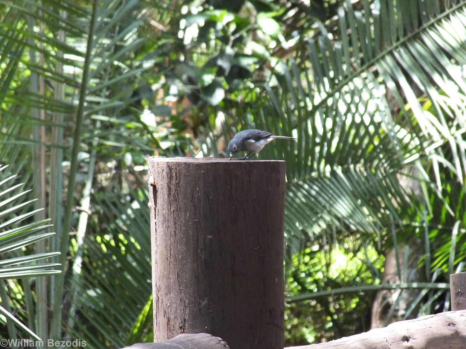 Wild White-eyed Slaty-flycatcher - Nairobi Safari Walk