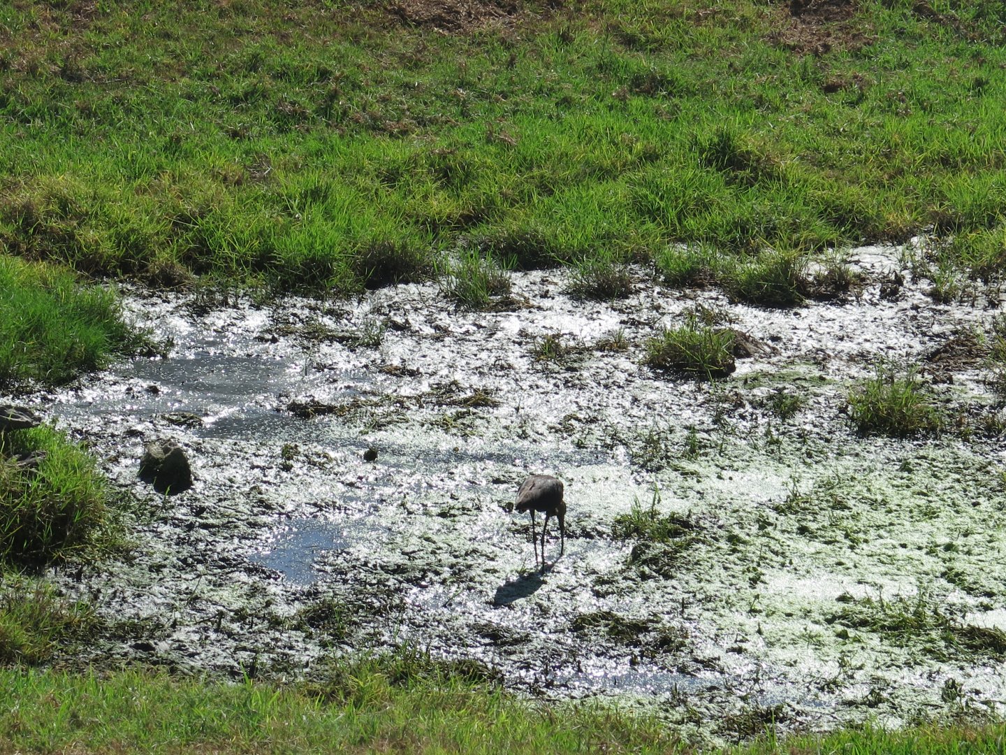 Wild White Faced Ibis