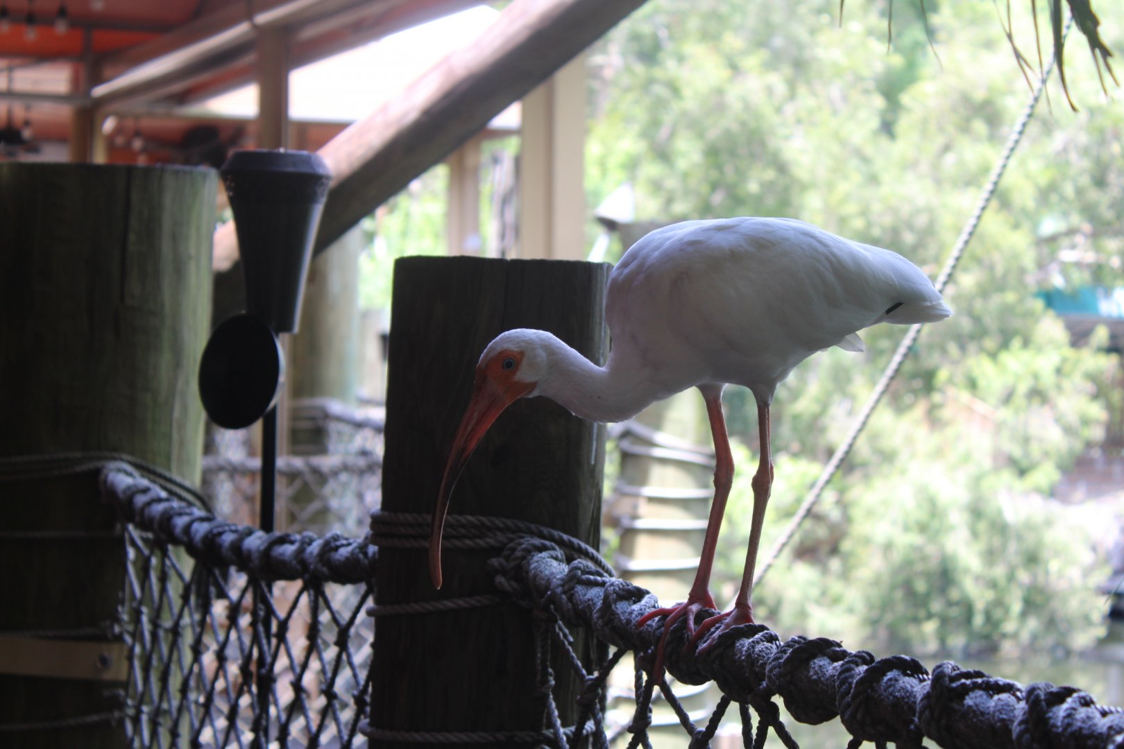 Wild White Ibis