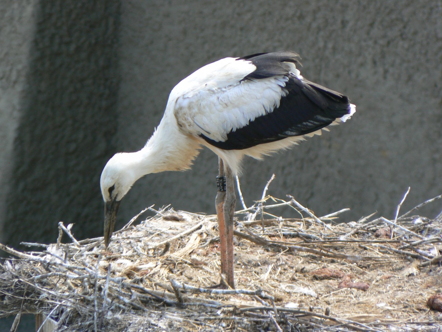 (Wild) White Stork chick - 27 June 2018