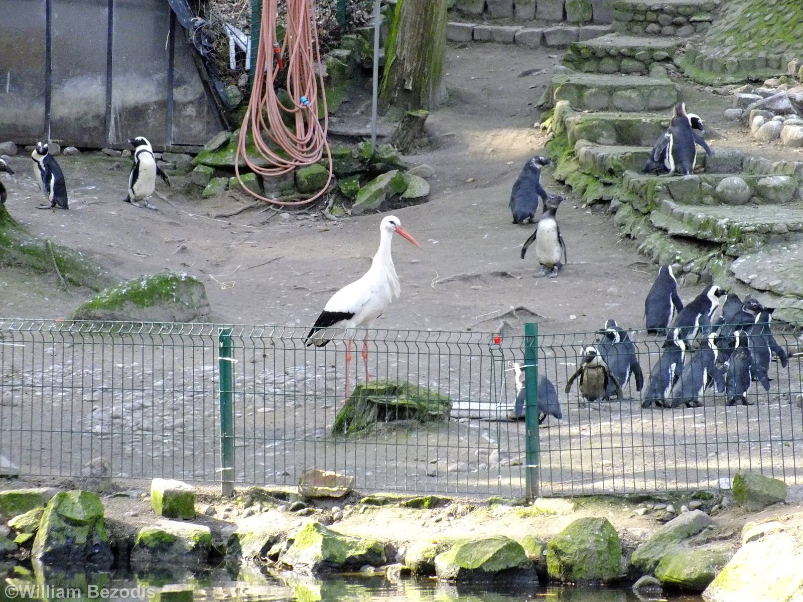 Wild White Stork Come to Steal Food from the Penguins
