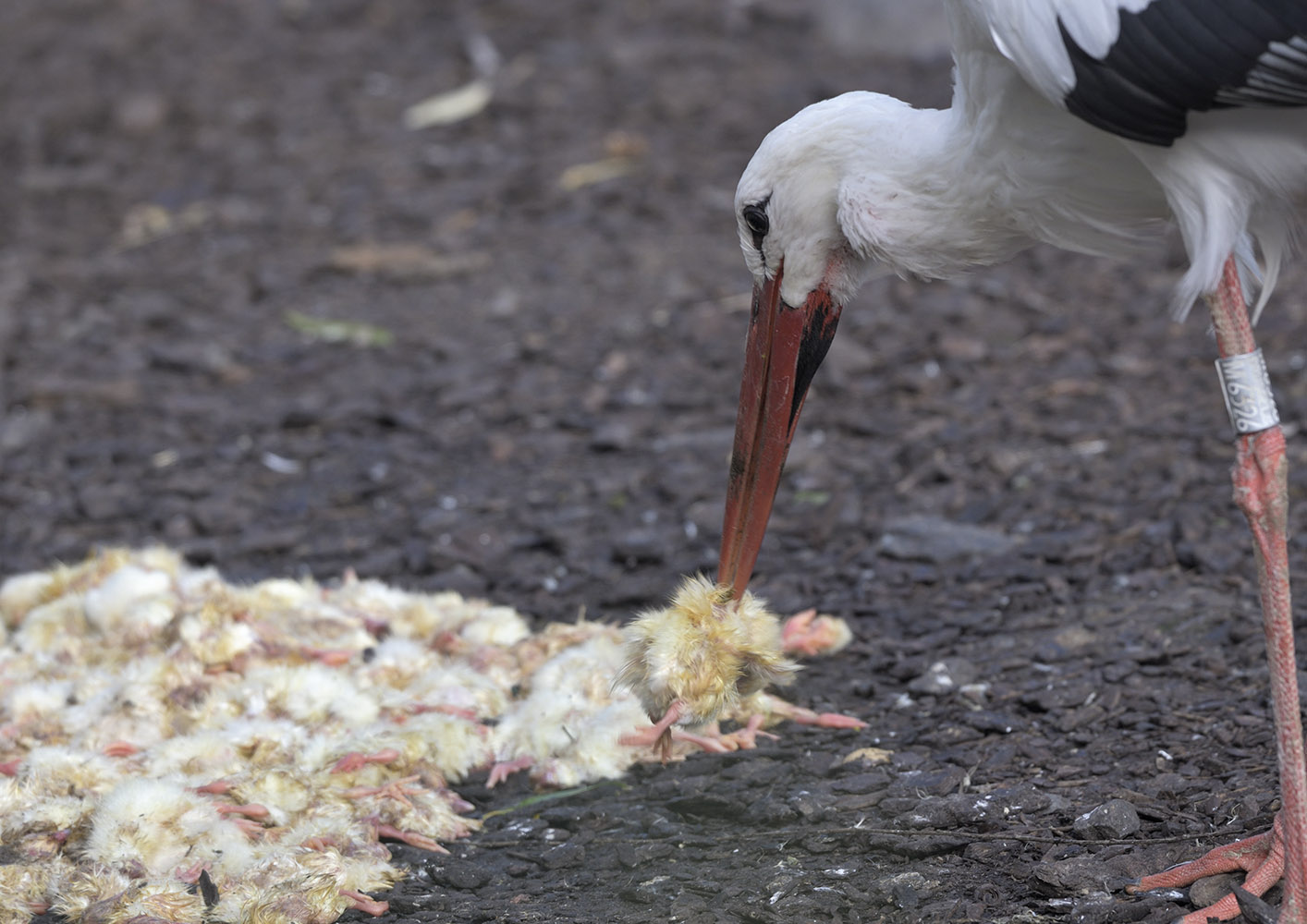 Wild white stork helping itself
