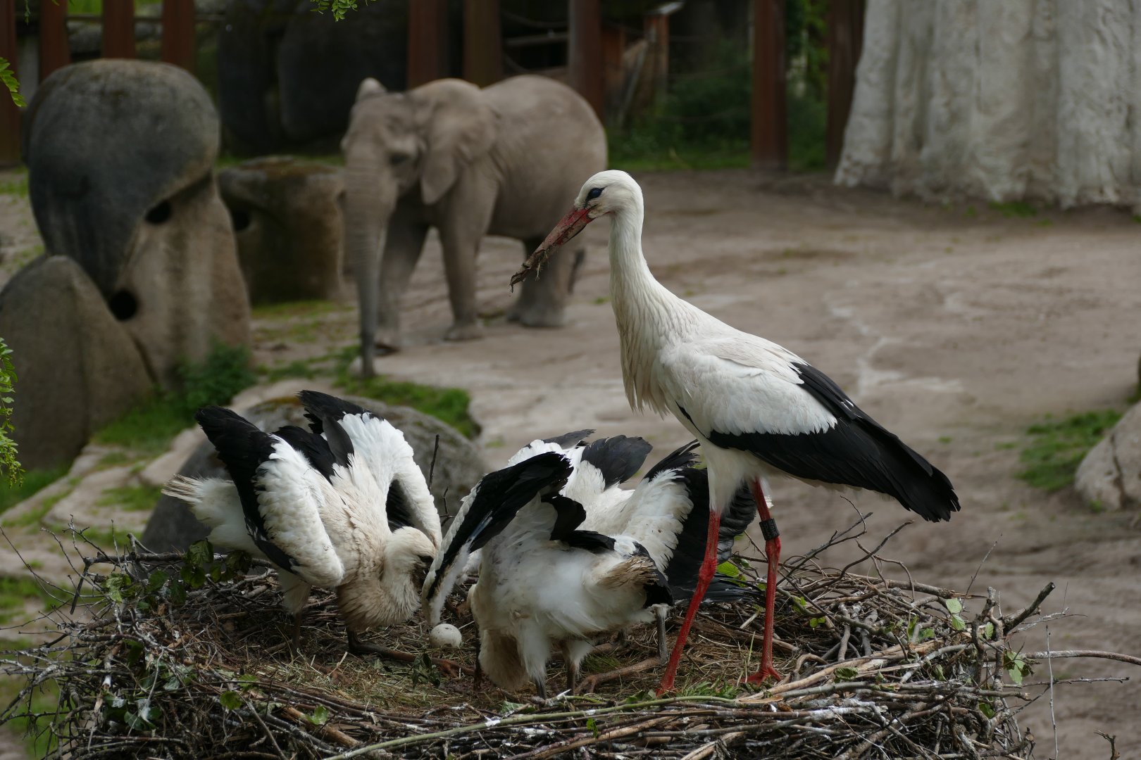 Wild white storks nesting with elephant in the background