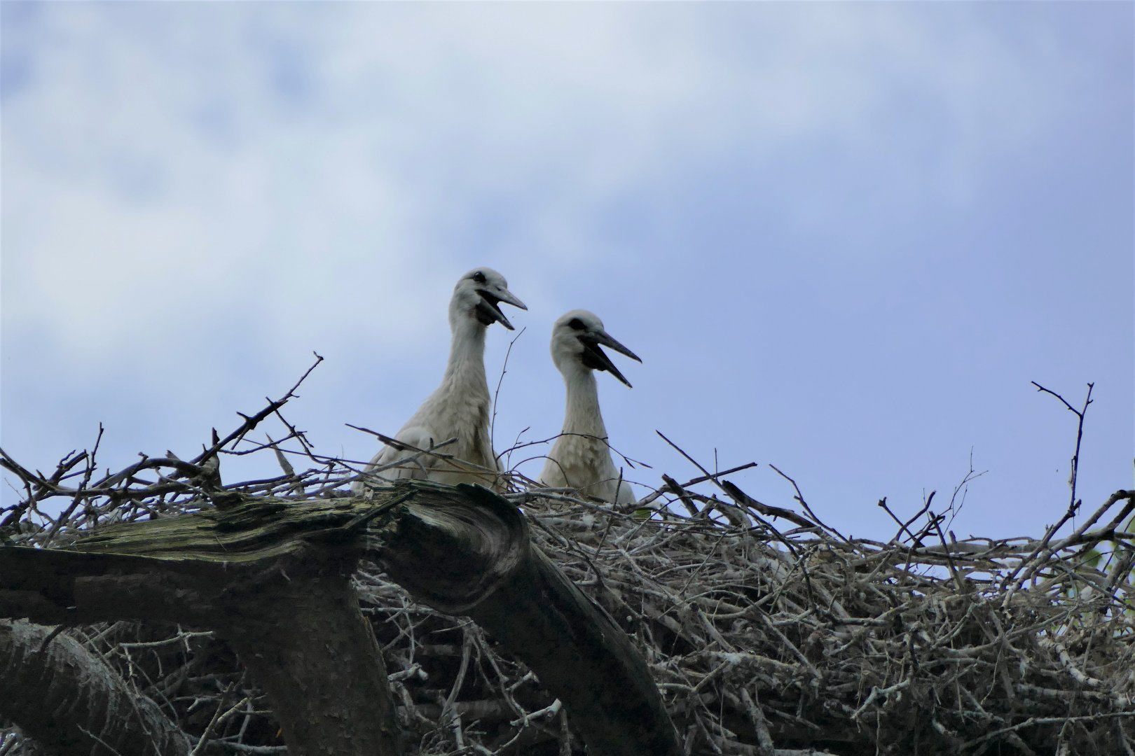 Wild White stroks chicks high in the tree