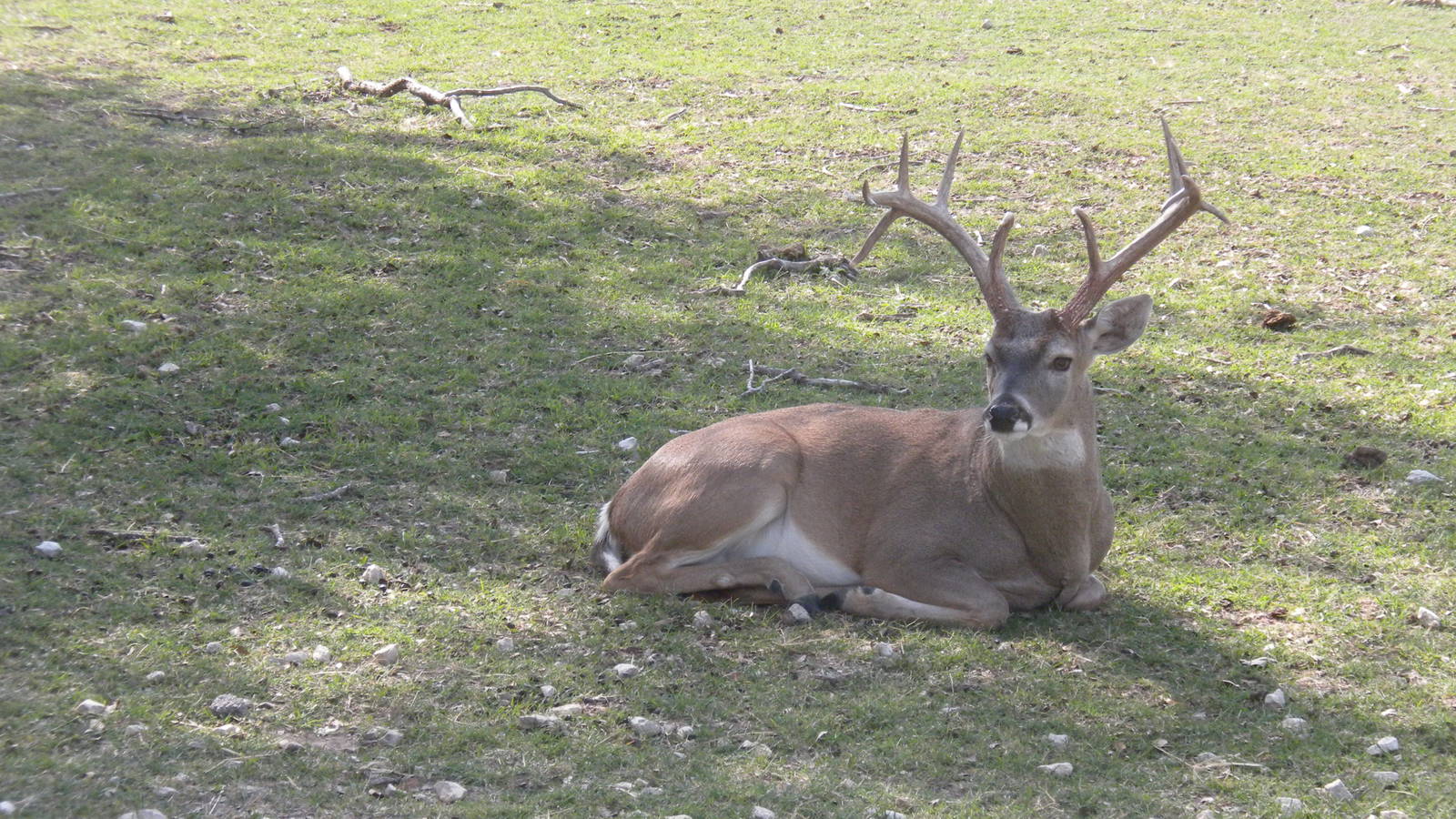Wild White-Tailed Deer