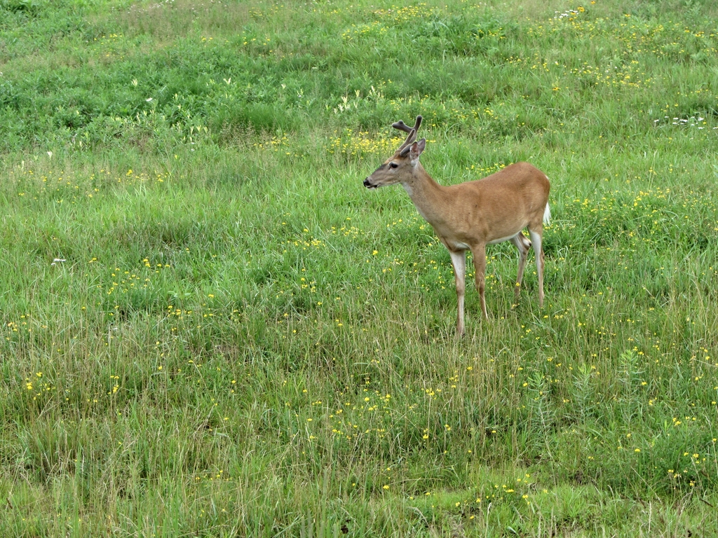 Wild White-tailed Deer