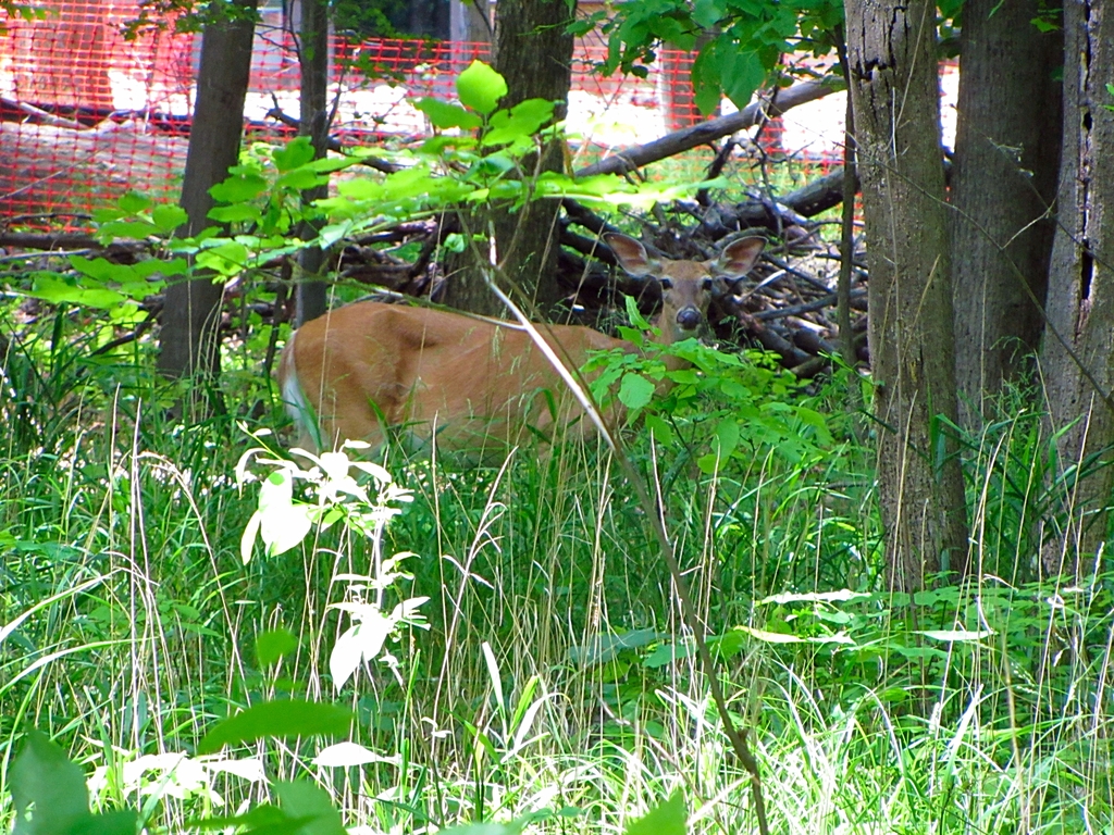 Wild White-tailed Deer