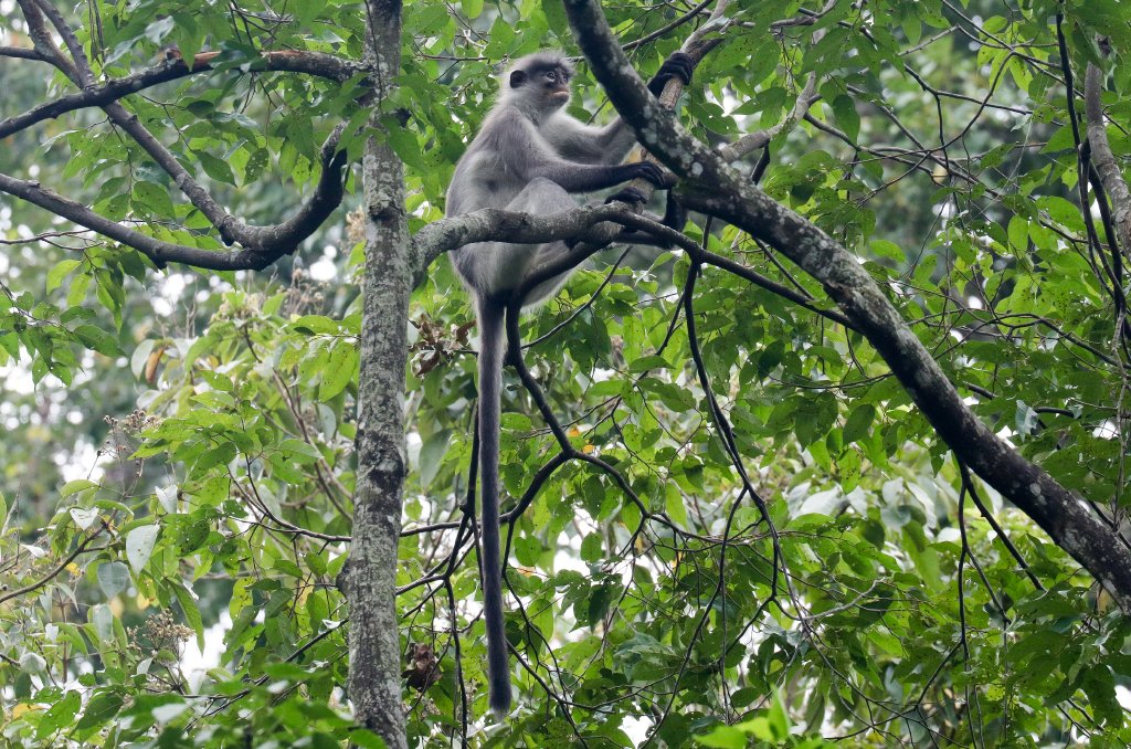 Wild White-thighed Langur