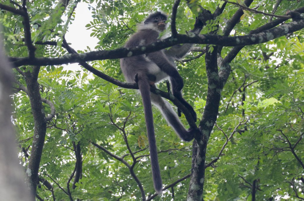 Wild White-thighed Langur