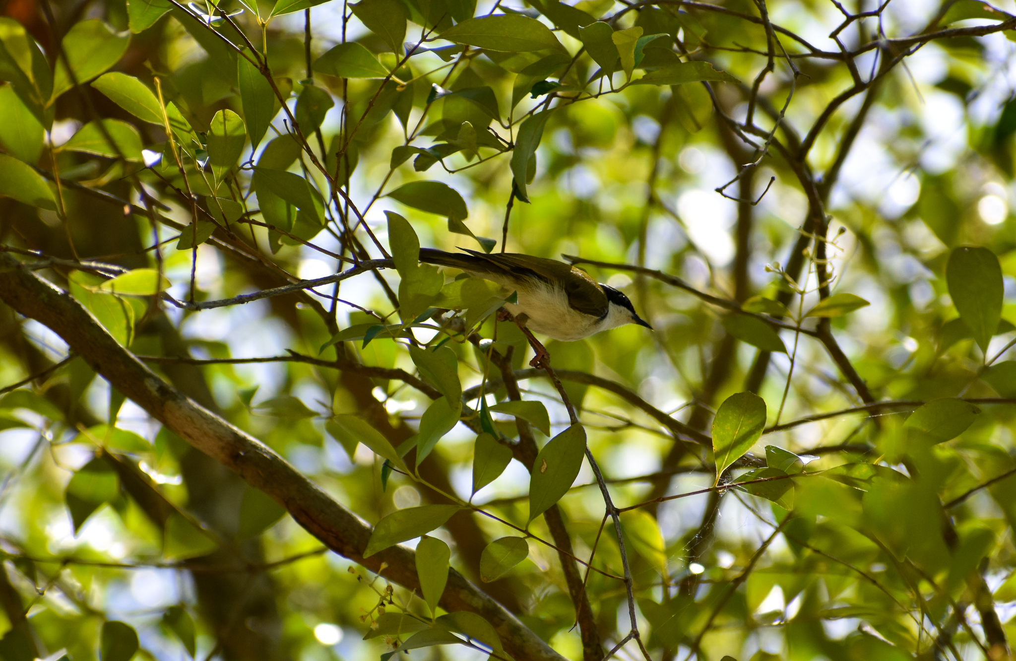 Wild - White-throated Honeyeater (Melithreptus albogularis)