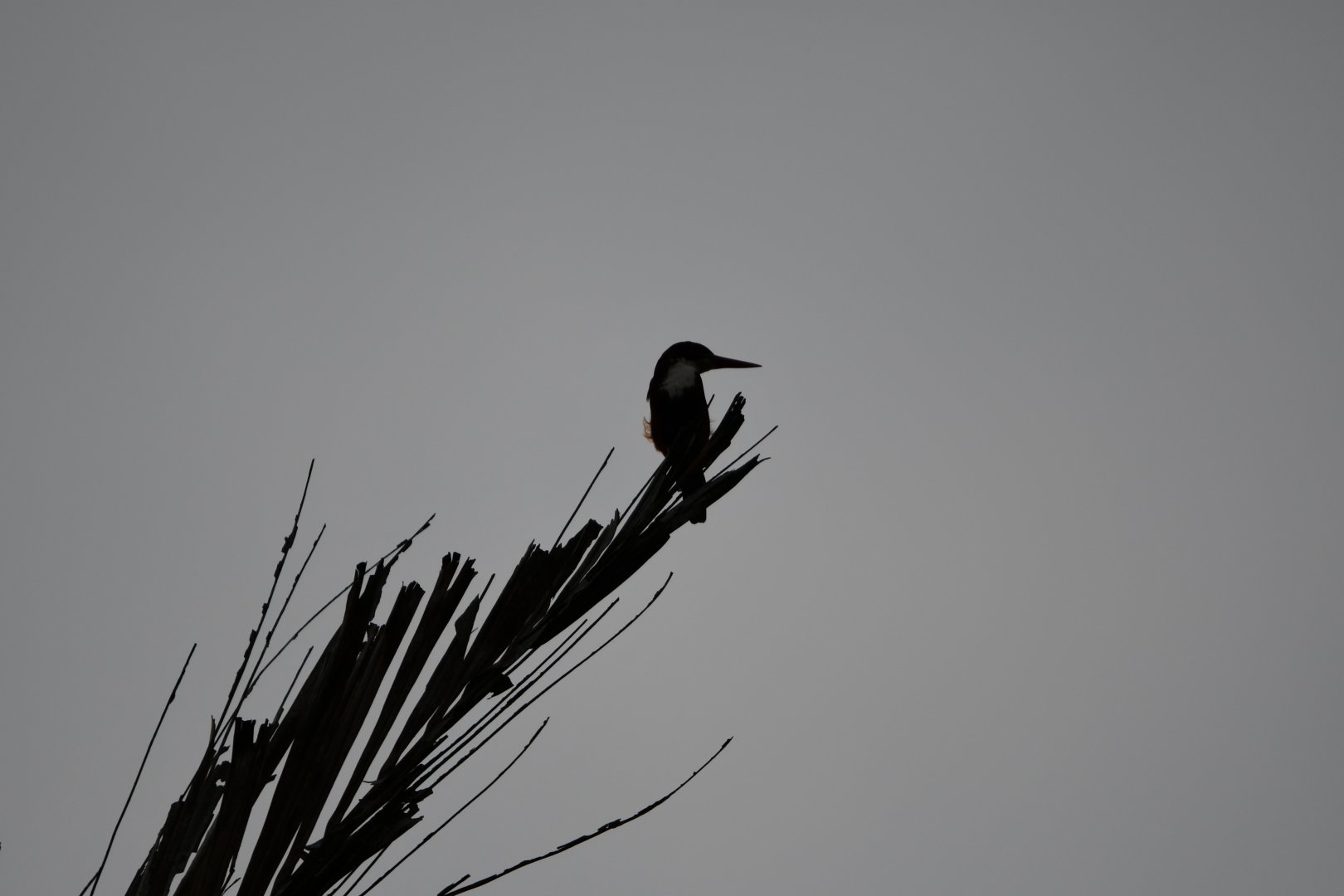 Wild White Throated Kingfisher ~ Treetops Trail