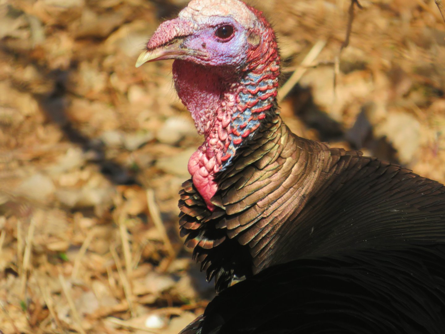 Wild Wild turkey at the zoo