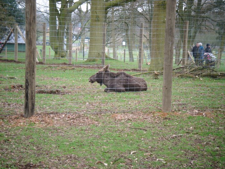 wild wild whipsnade