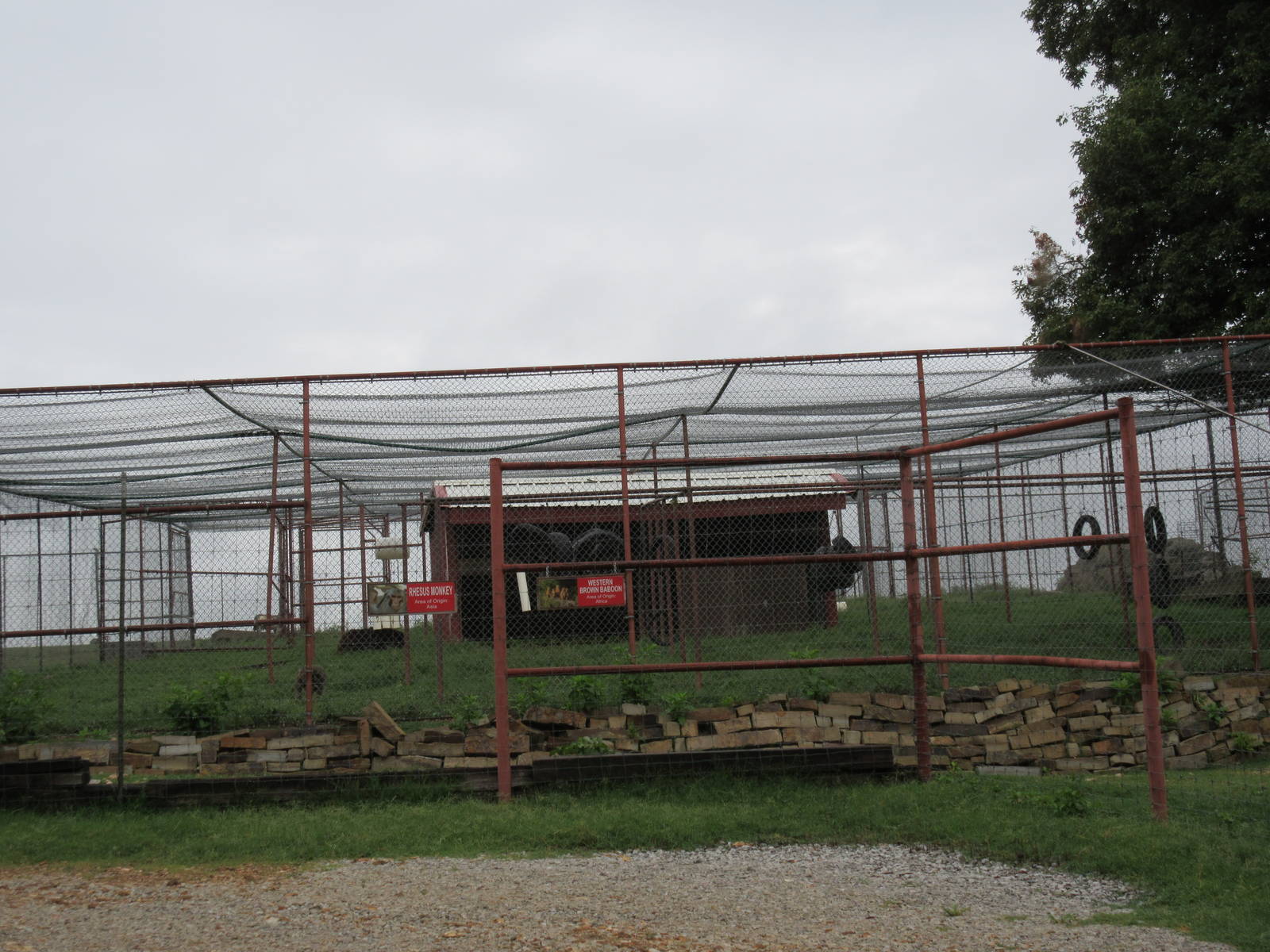 Wild Wilderness Drive Through Safari - American Black Bear/Baboon/Rhesus Ma