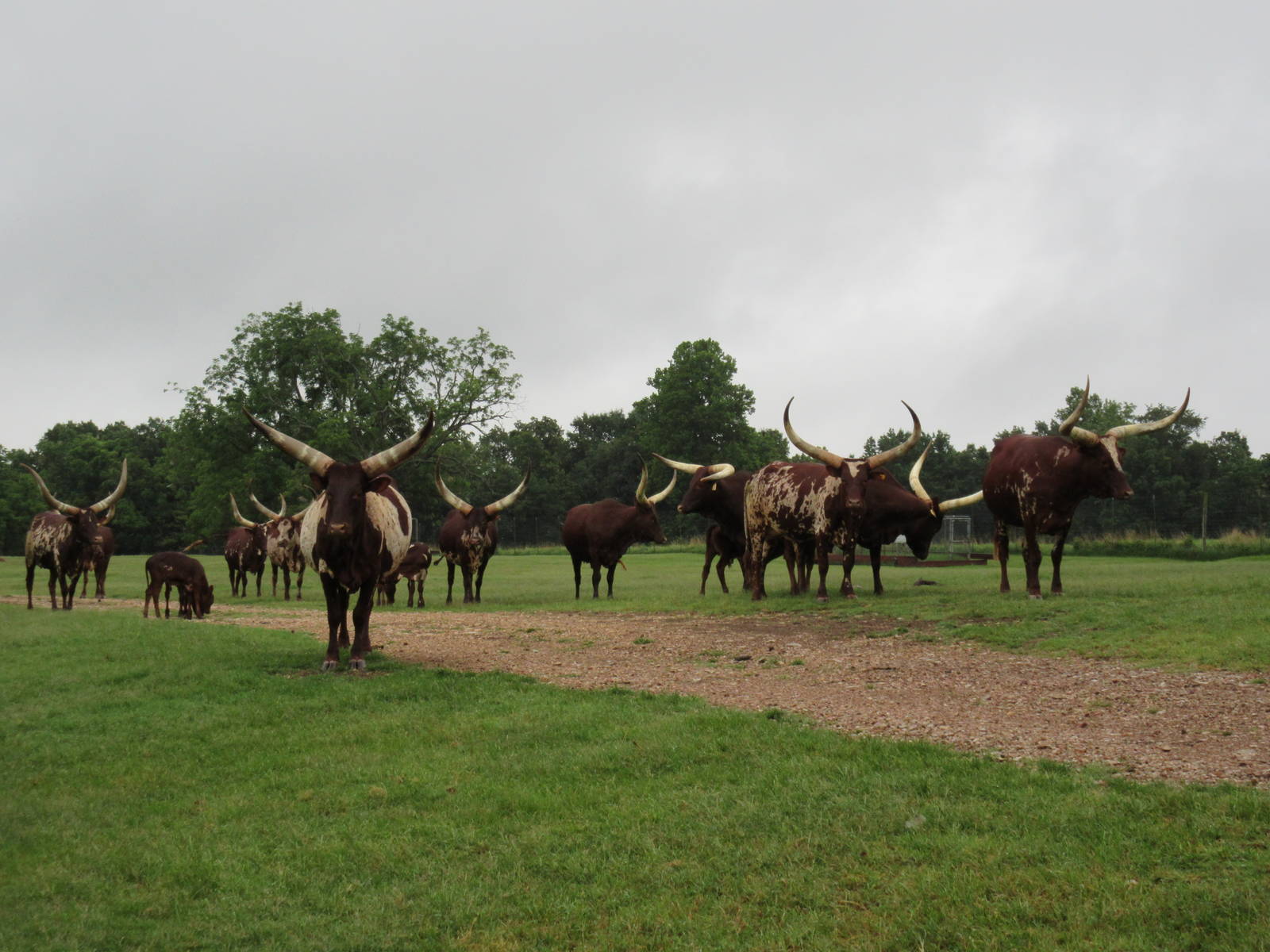 Wild Wilderness Drive Through Safari - Ankole Cattle