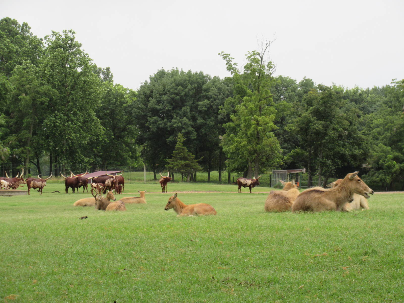 Wild Wilderness Drive Through Safari - Assorted Hoofstock