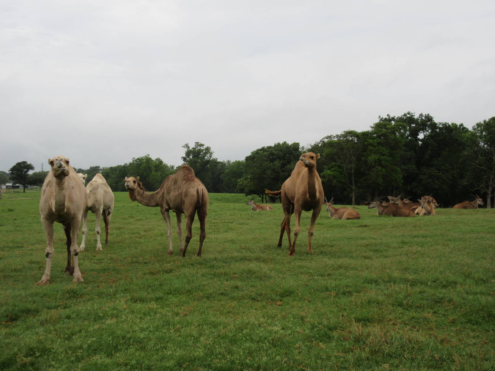 Wild Wilderness Drive Through Safari - Assorted Hoofstock