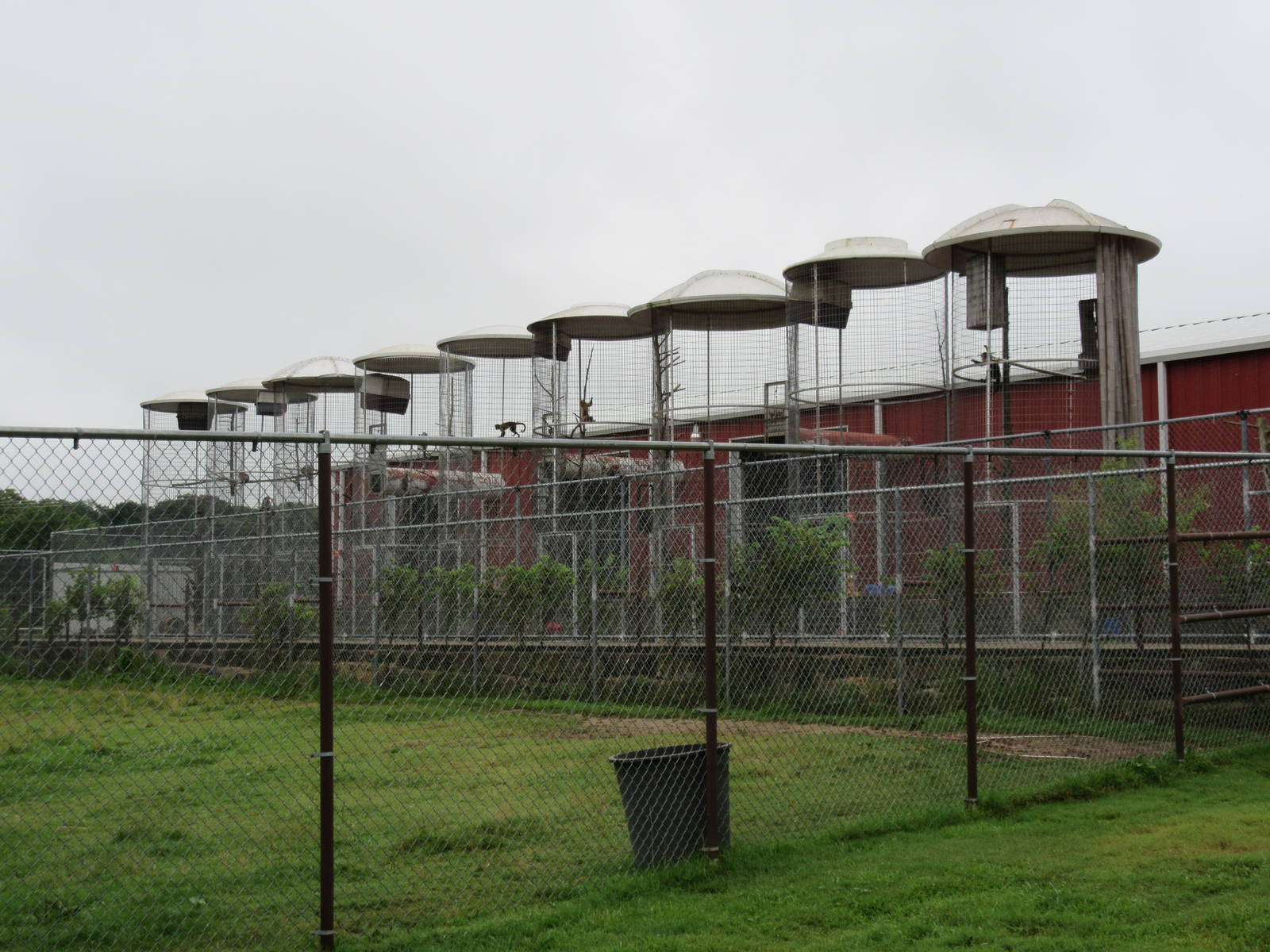 Wild Wilderness Drive Through Safari - Assorted Primate Exhibits