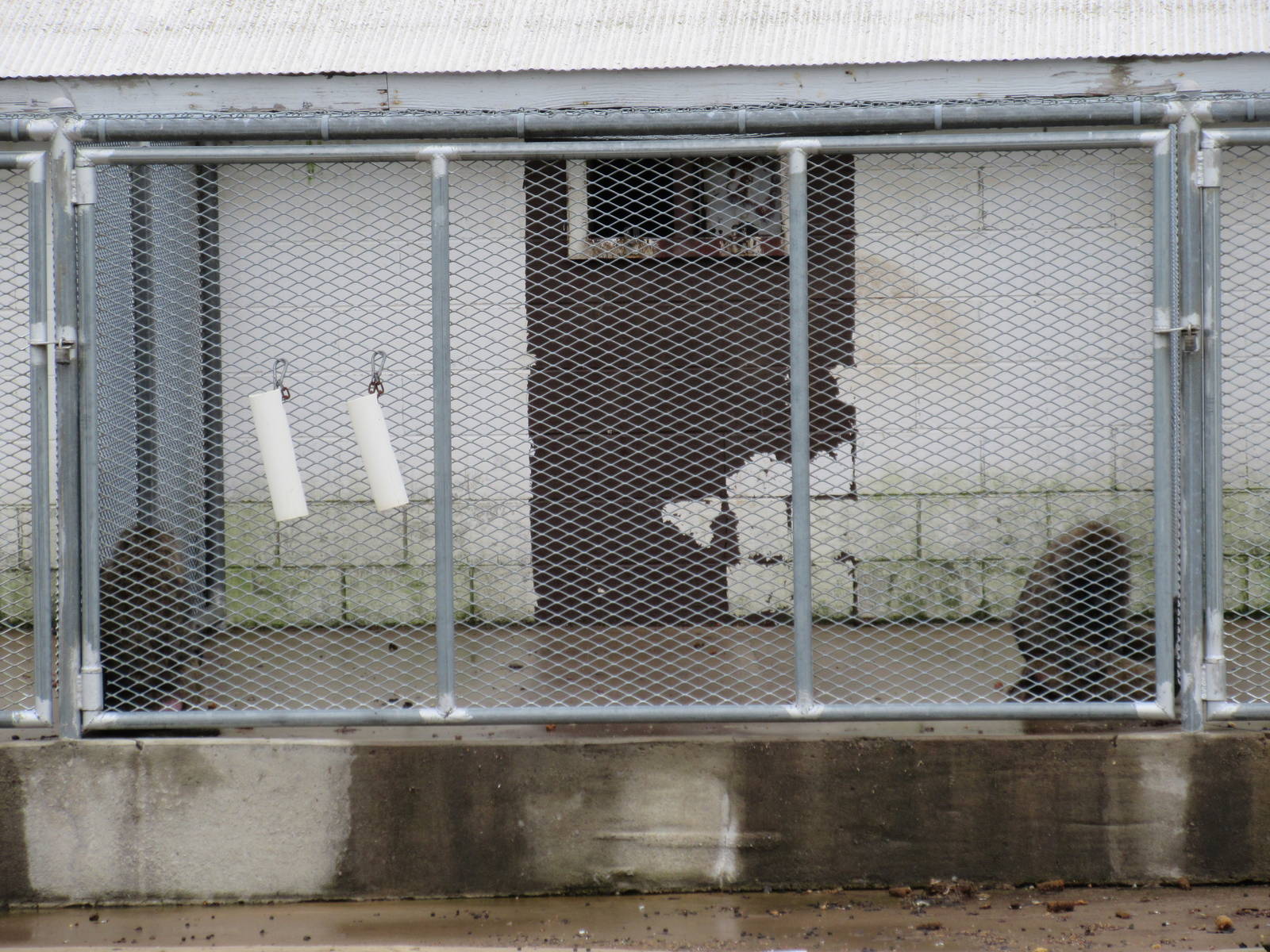 Wild Wilderness Drive Through Safari - Baboon Cage