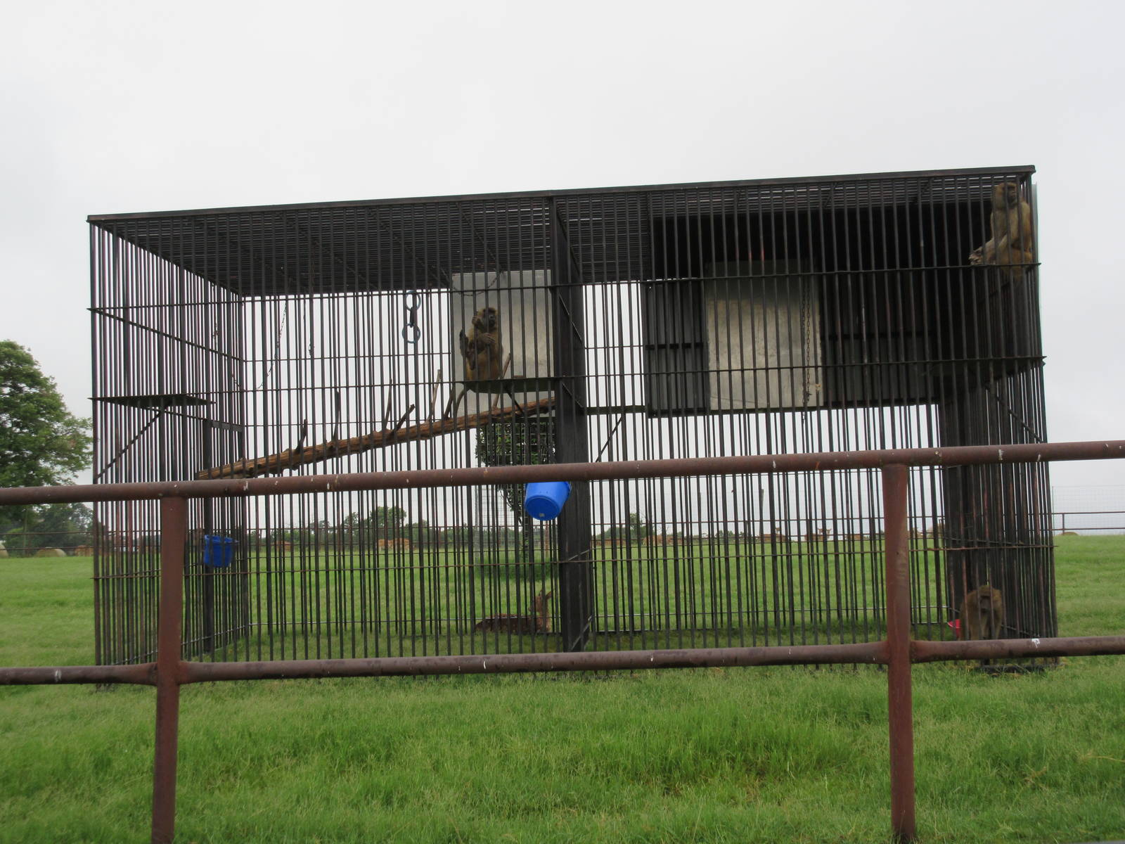 Wild Wilderness Drive Through Safari - Baboon Cages