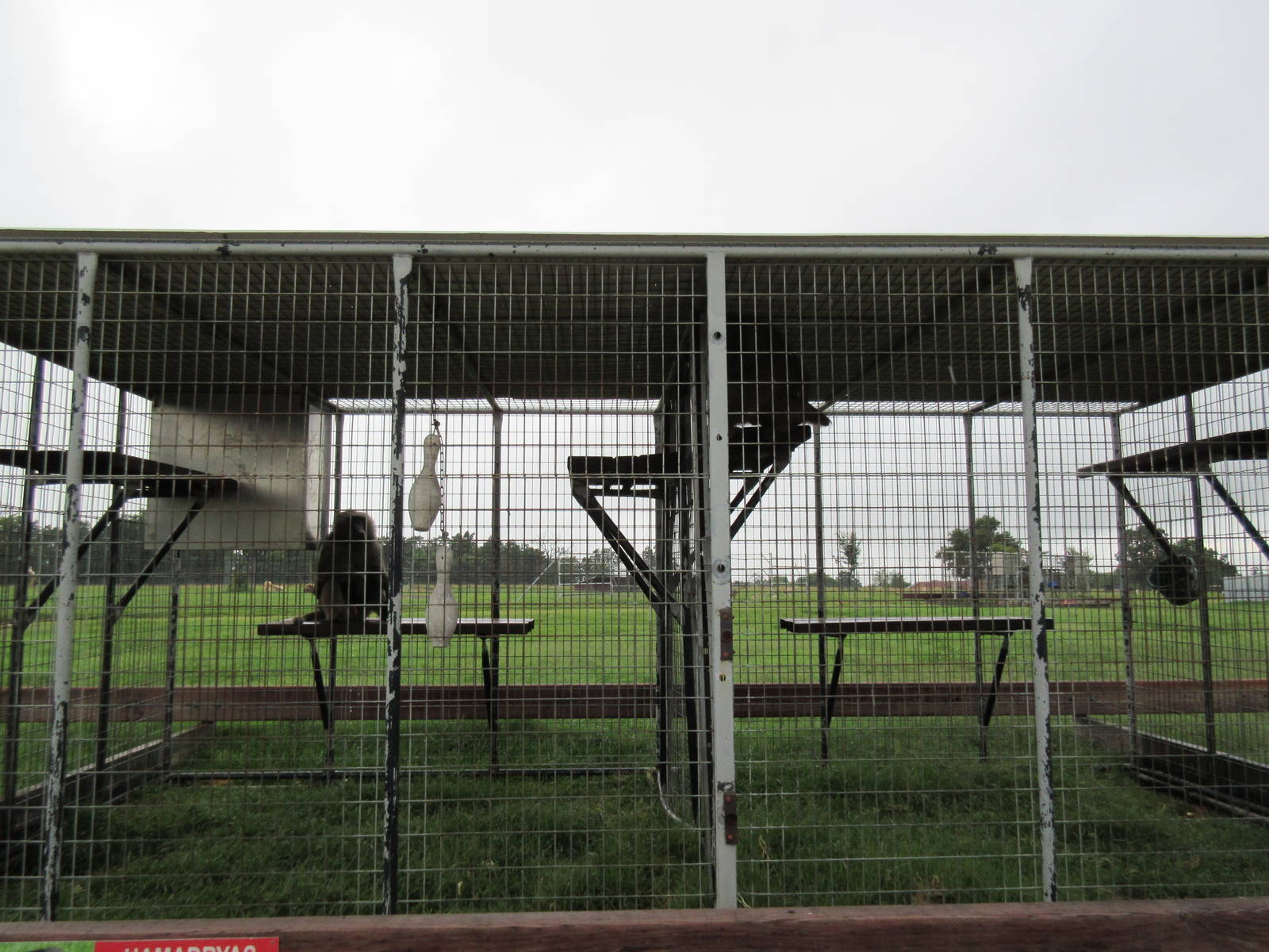 Wild Wilderness Drive Through Safari - Baboon Cages