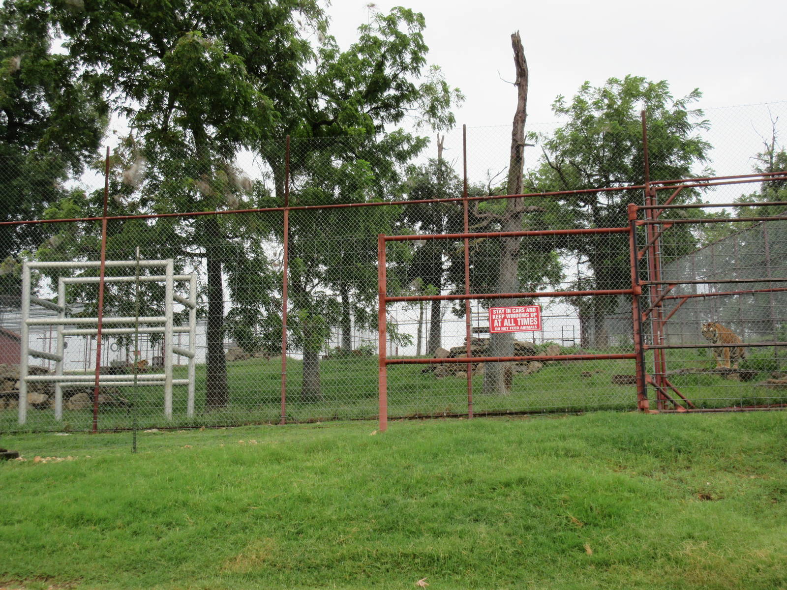 Wild Wilderness Drive Through Safari - Bengal Tiger Exhibit