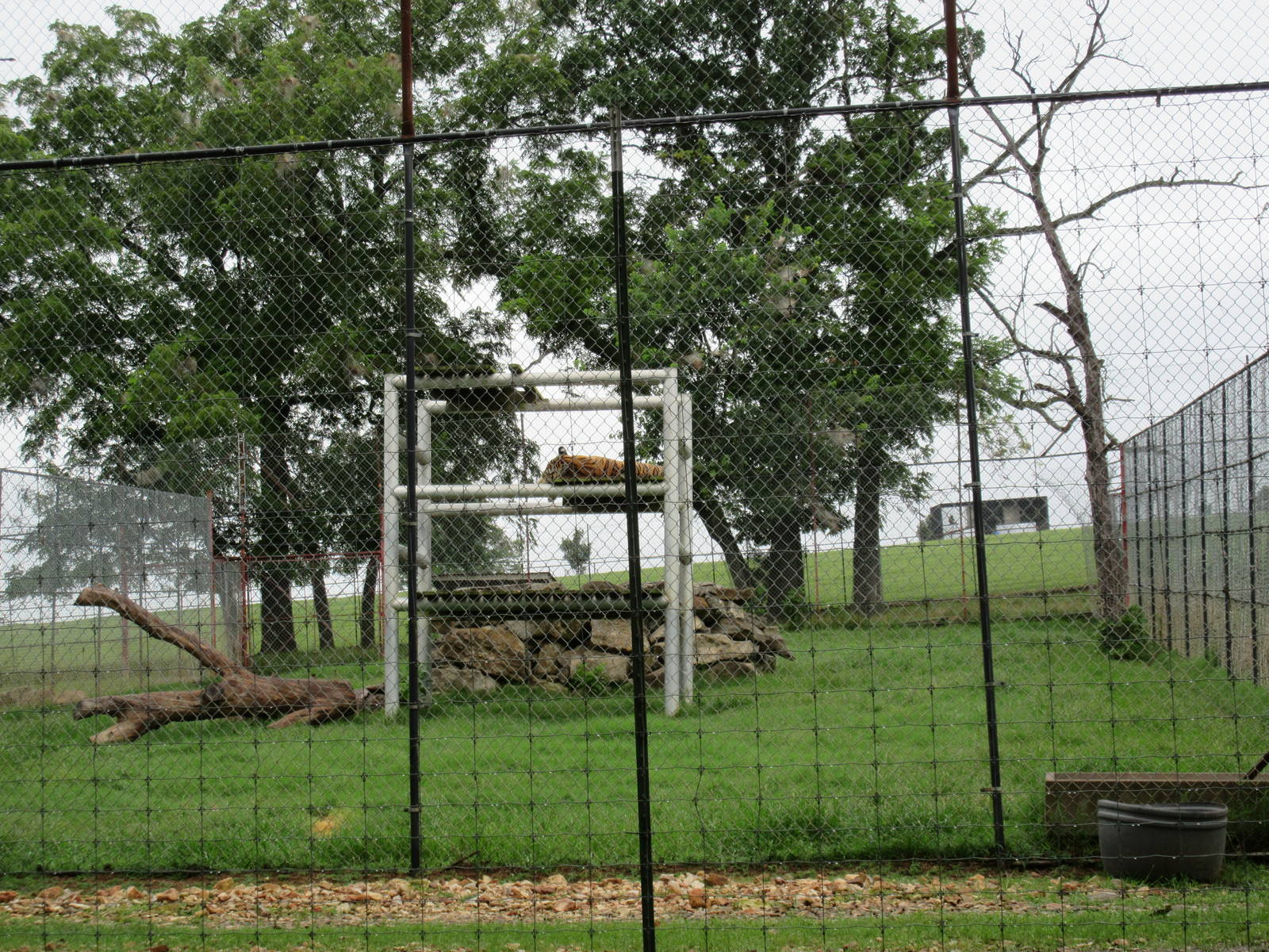 Wild Wilderness Drive Through Safari - Bengal Tiger Exhibit