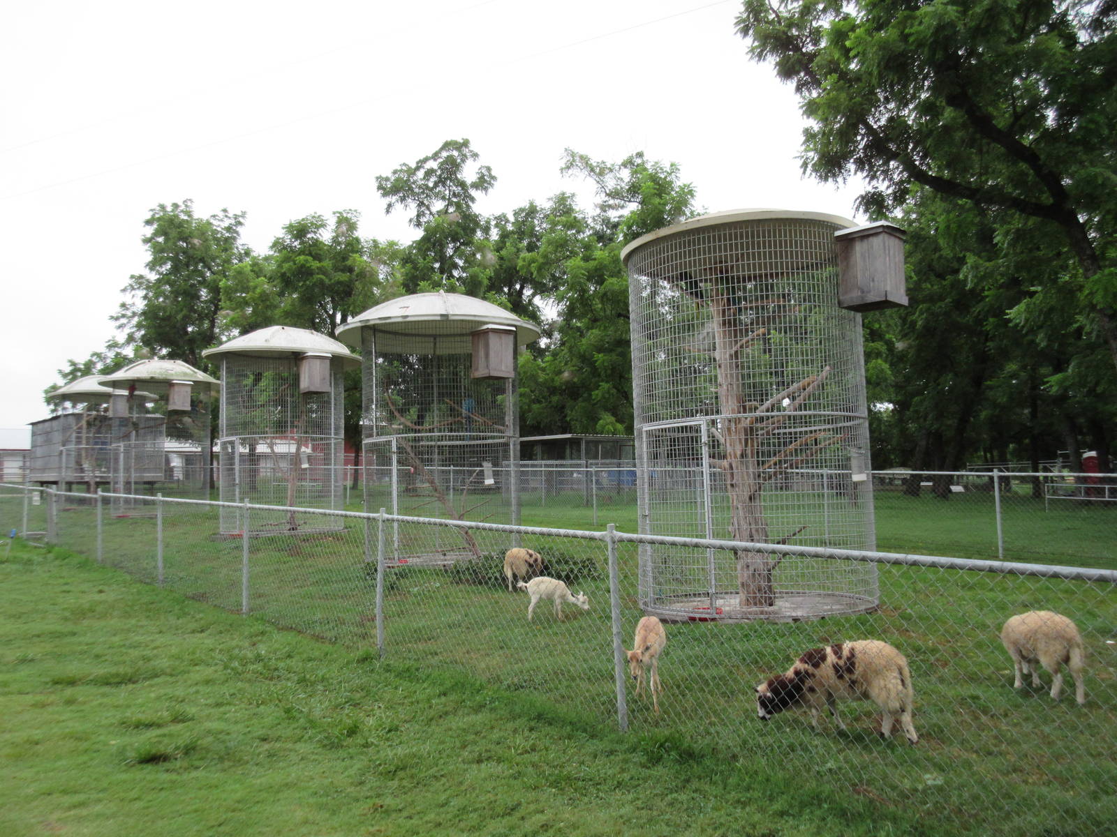 Wild Wilderness Drive Through Safari - Bird Aviaries