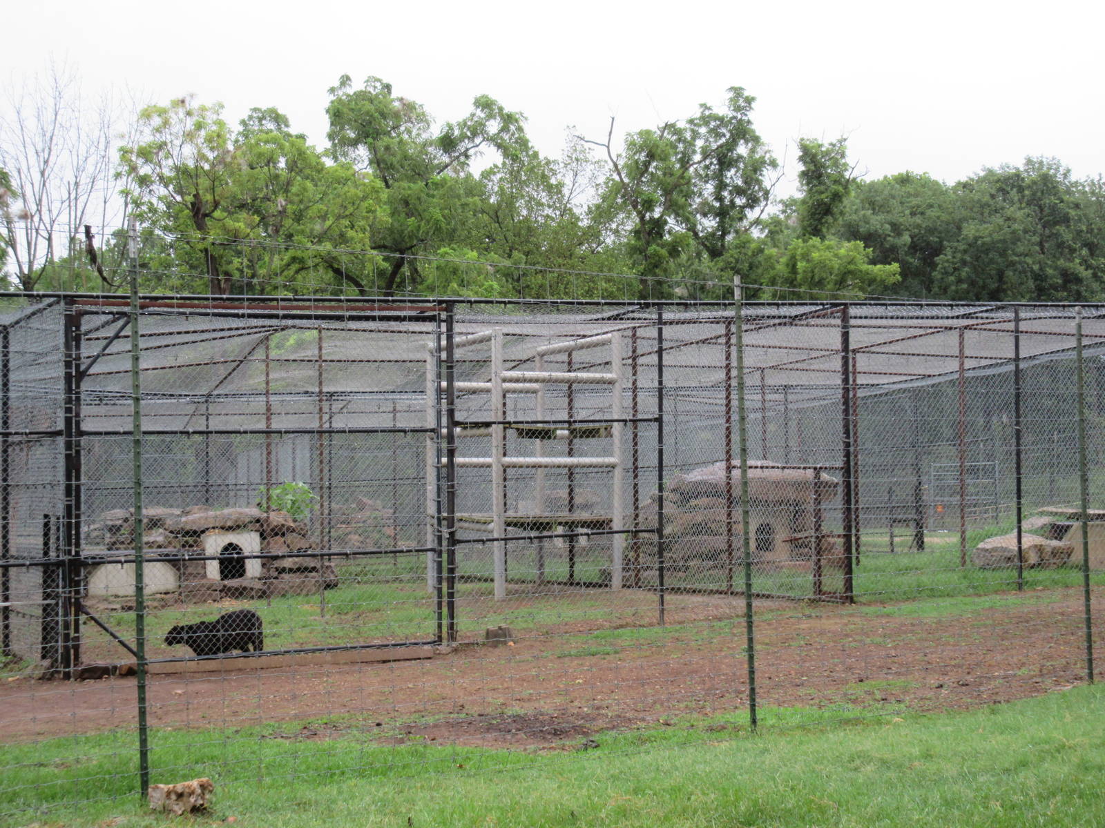 Wild Wilderness Drive Through Safari - Black Panther/Cougar Exhibits