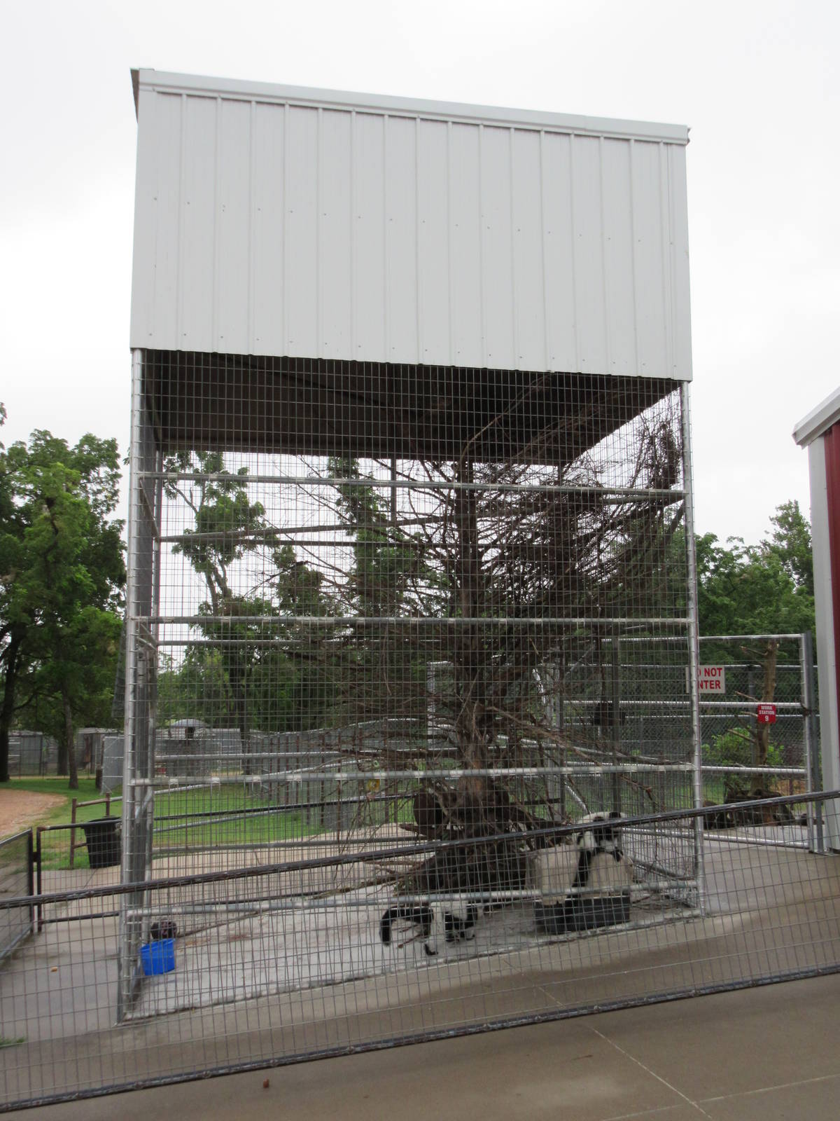 Wild Wilderness Drive Through Safari - Black + White Ruffed Lemur Exhibit