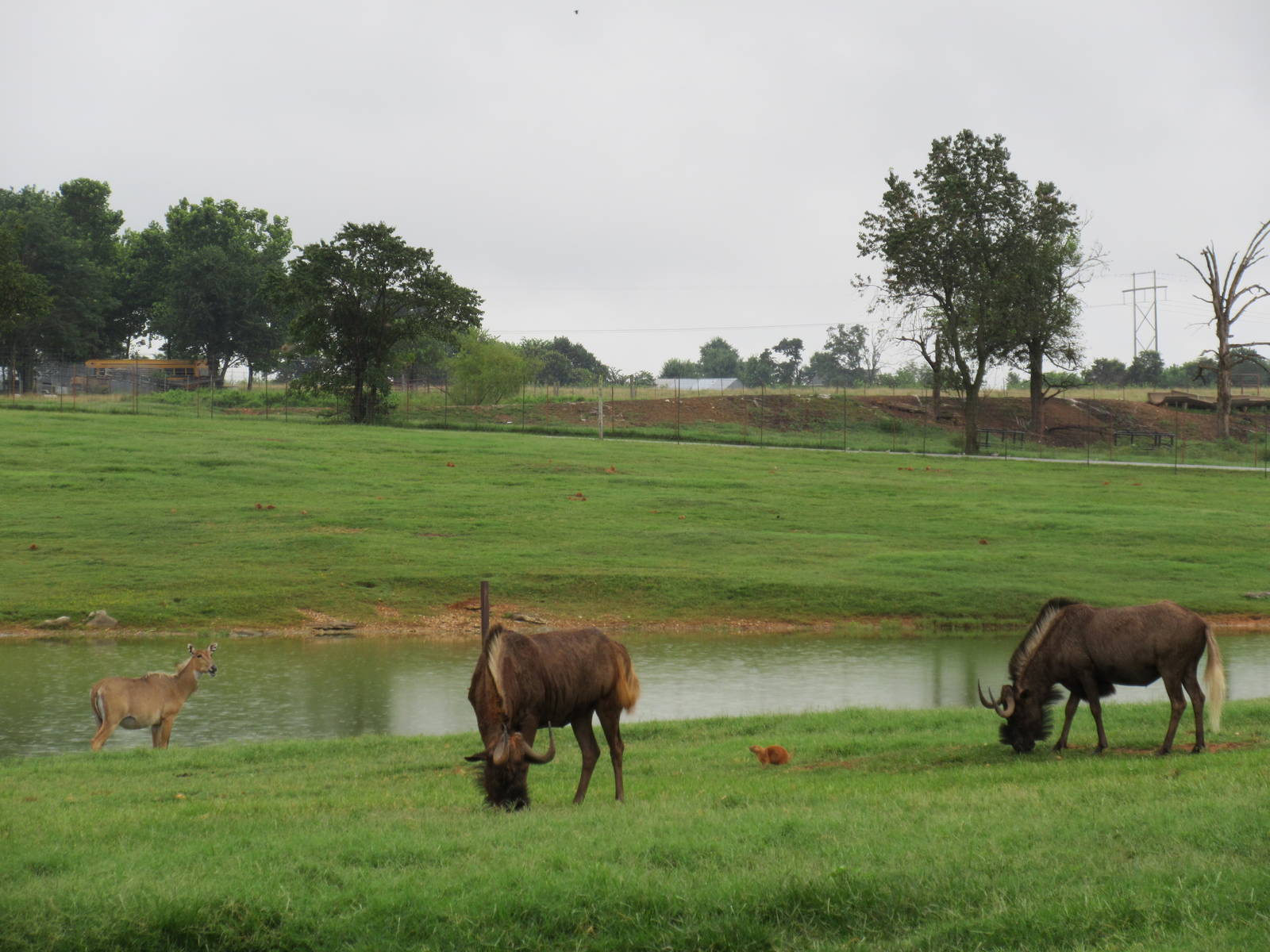 Wild Wilderness Drive Through Safari - Black Wildebeest + Nilgai