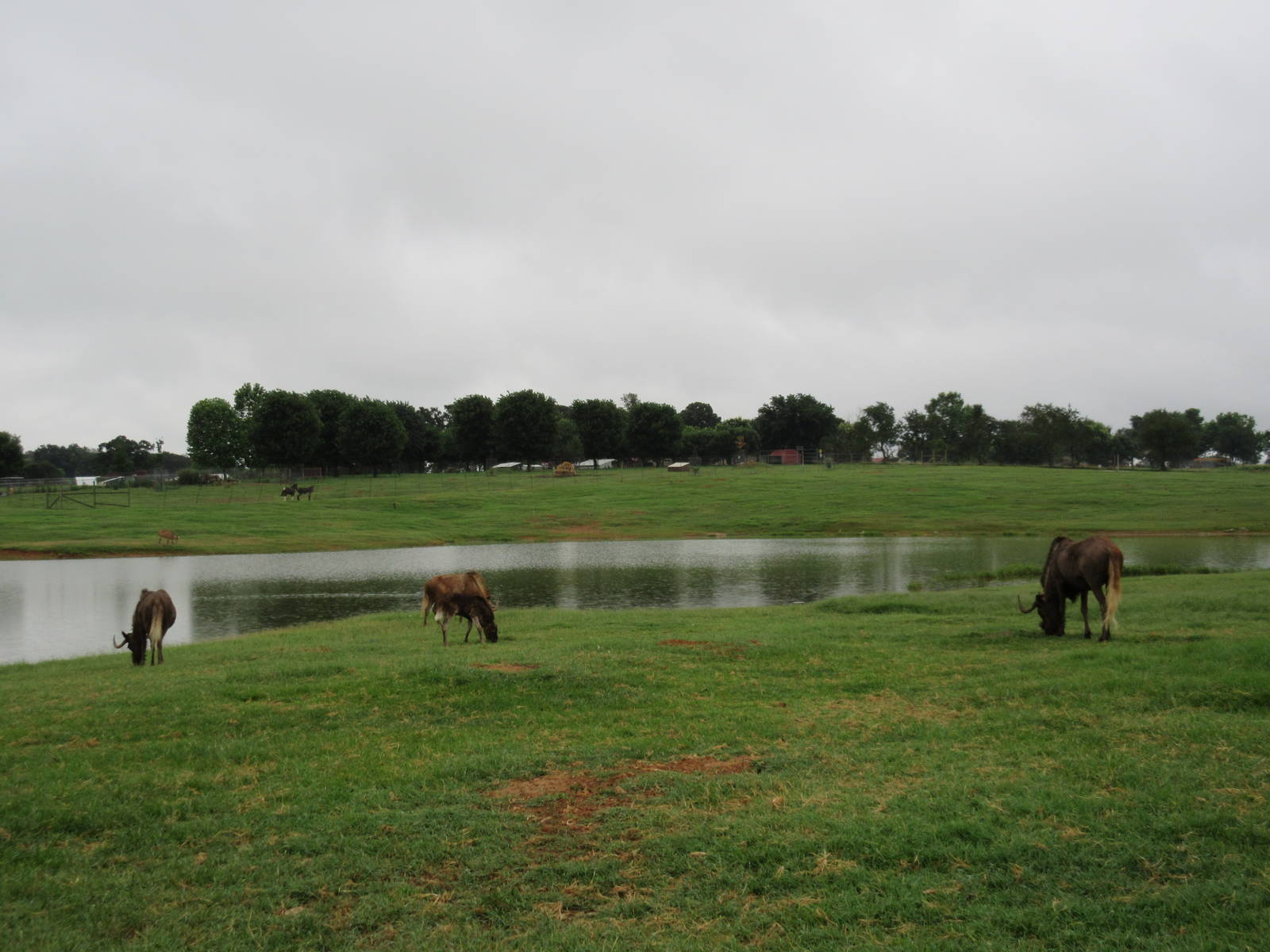 Wild Wilderness Drive Through Safari - Black Wildebeest