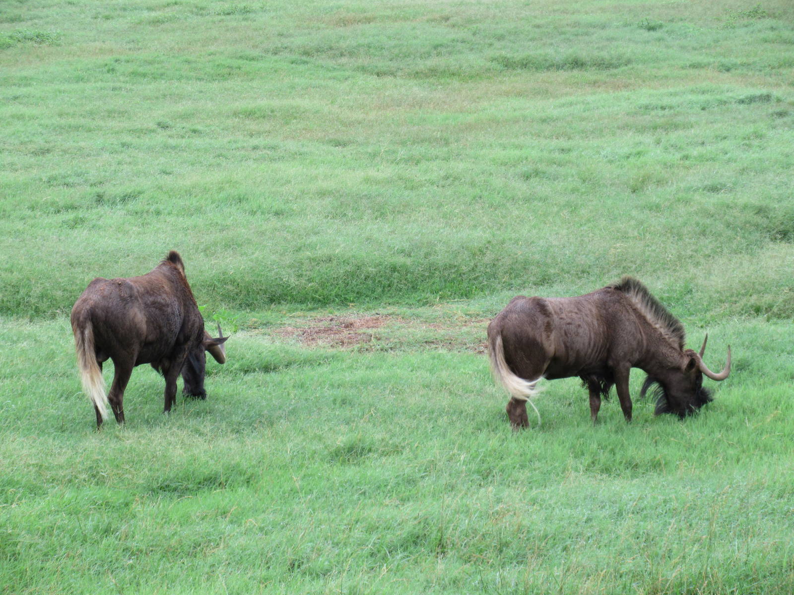 Wild Wilderness Drive Through Safari - Black Wildebeest