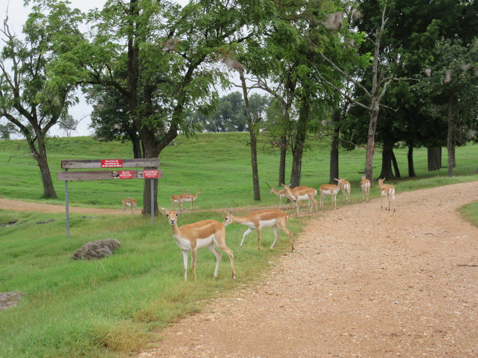 Wild Wilderness Drive Through Safari - Blackbuck