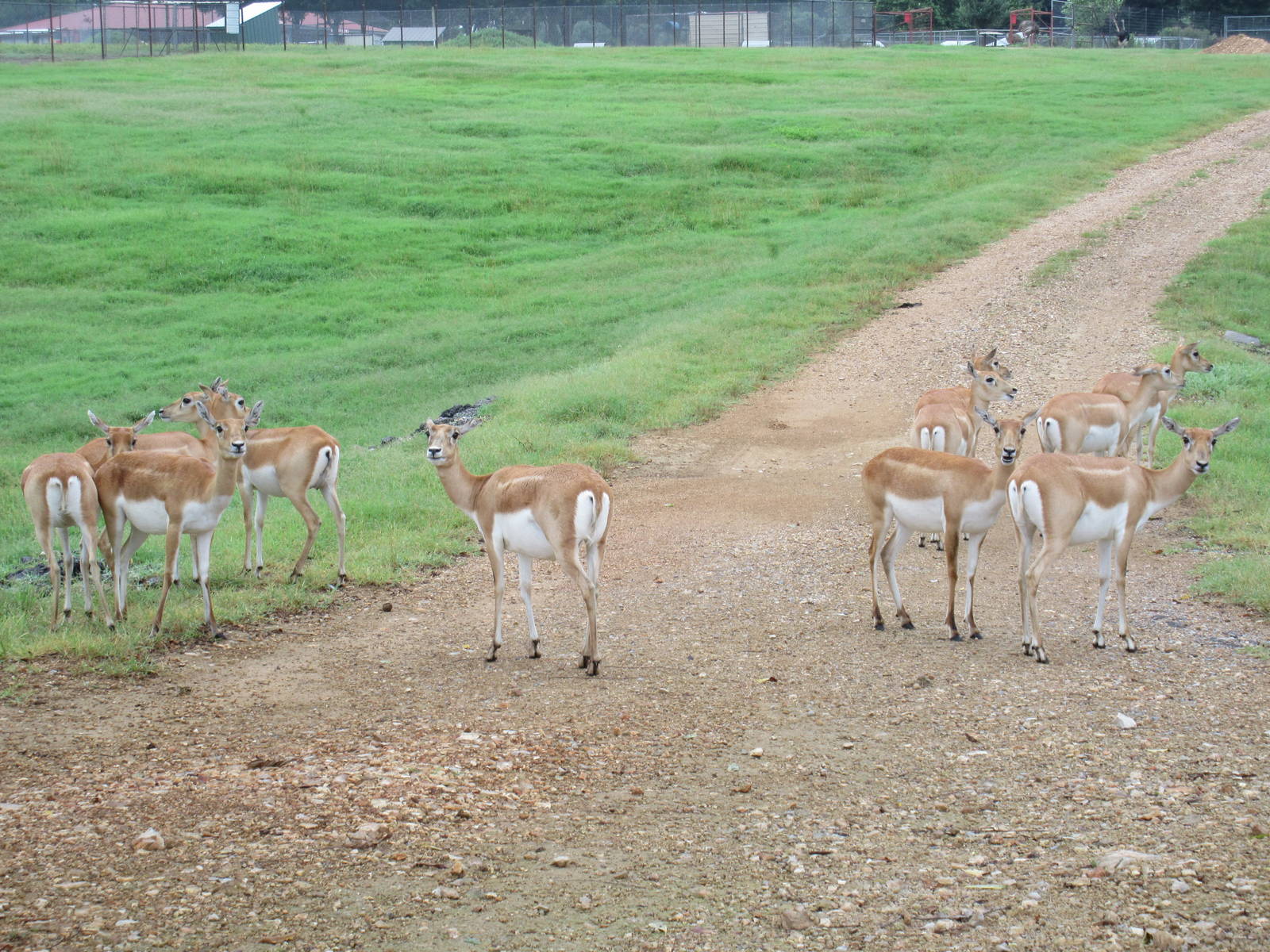 Wild Wilderness Drive Through Safari - Blackbuck