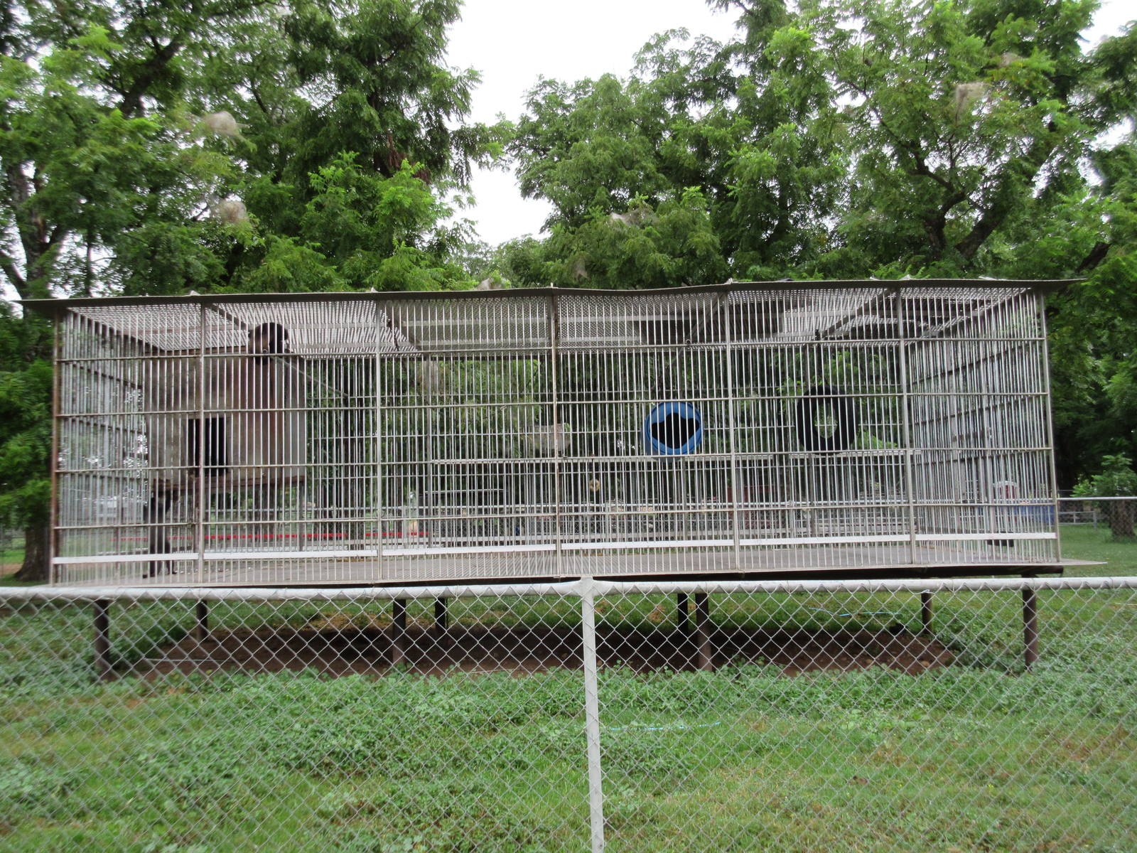 Wild Wilderness Drive Through Safari - Blue Monkey Exhibit