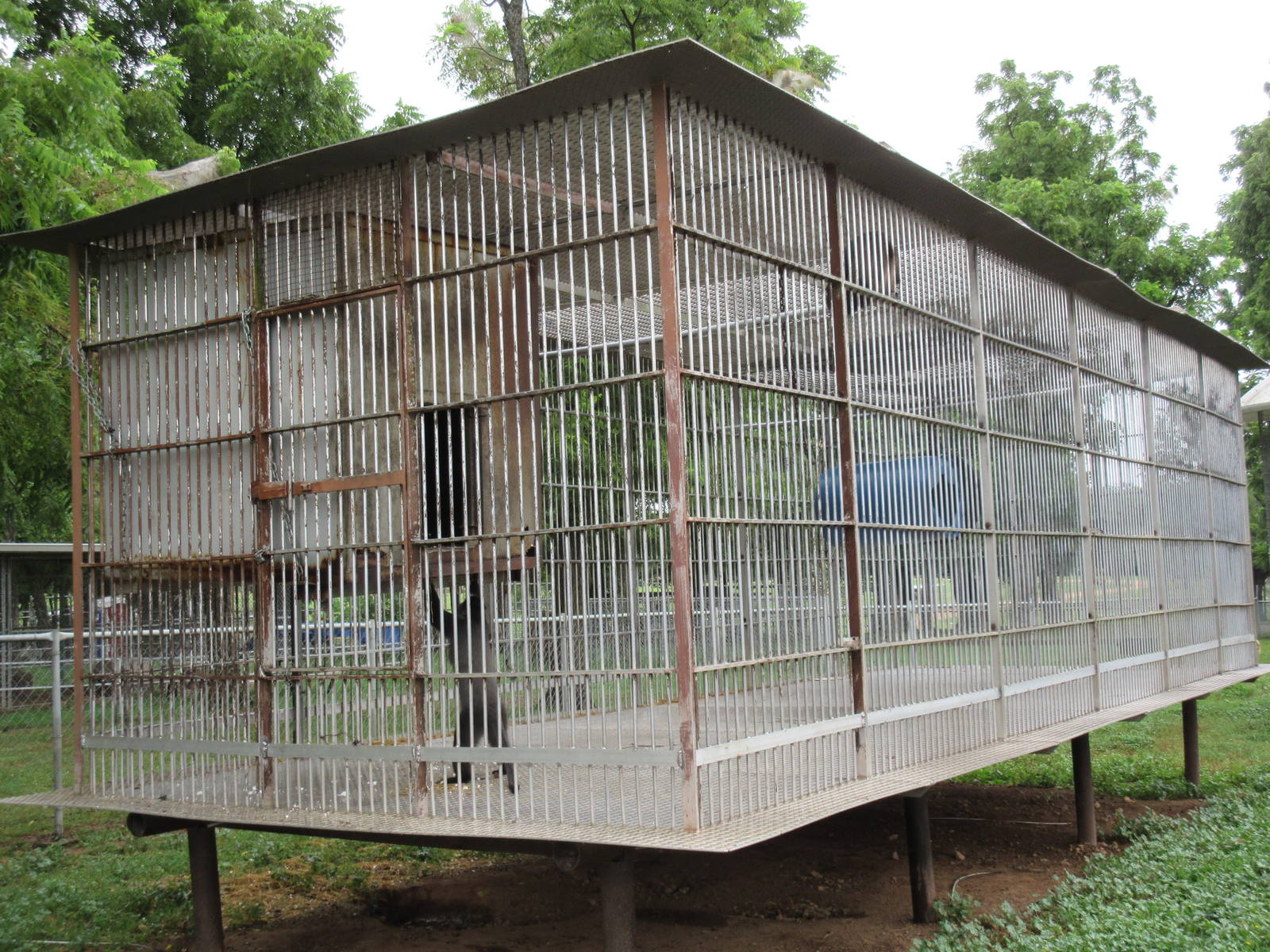 Wild Wilderness Drive Through Safari - Blue Monkey Exhibit