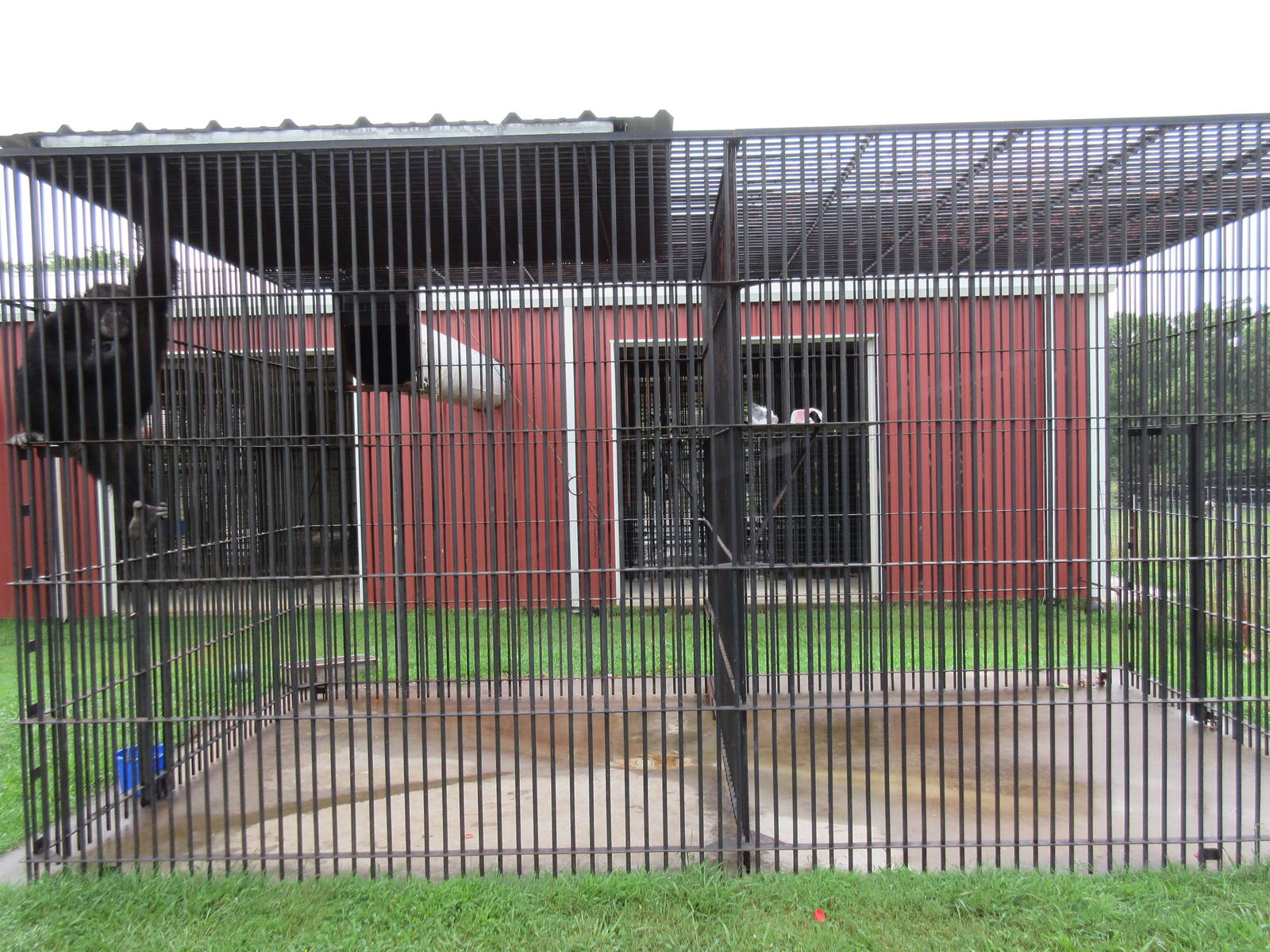 Wild Wilderness Drive Through Safari - Chimpanzee Exhibit (only half of cag