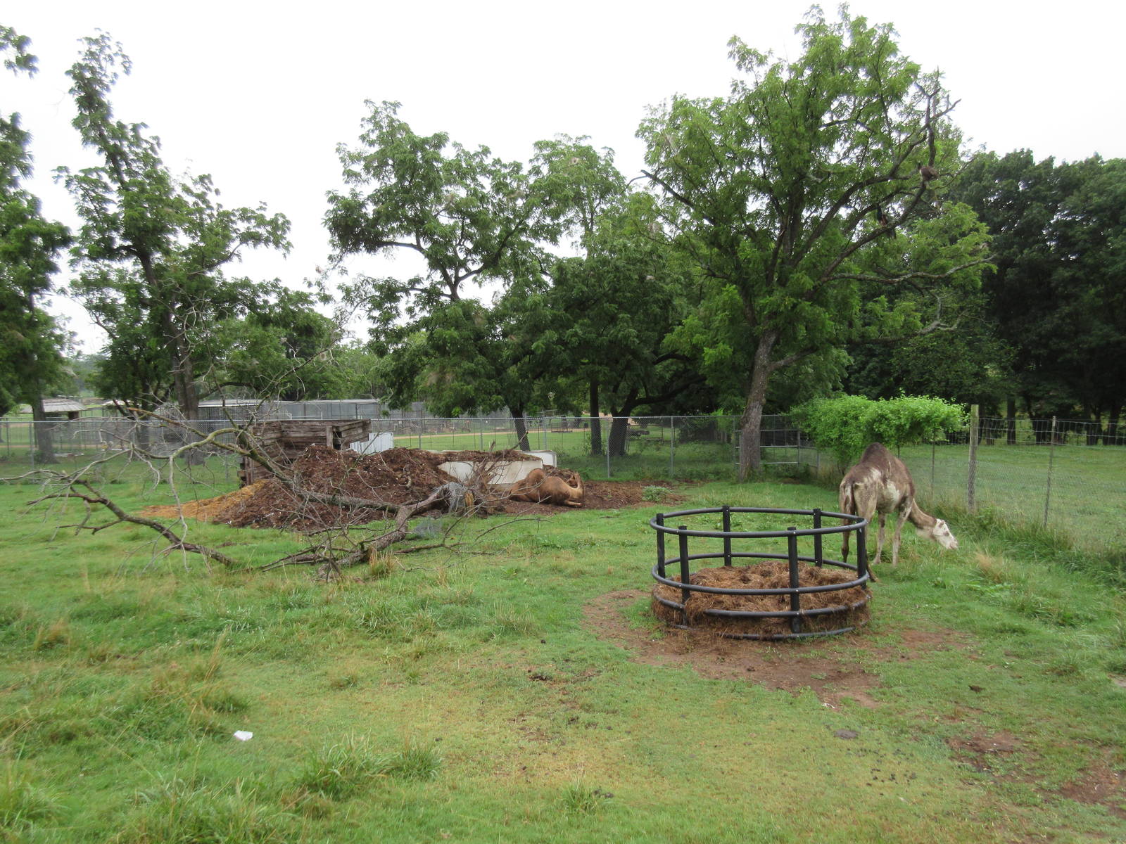 Wild Wilderness Drive Through Safari - Dromedary Exhibit