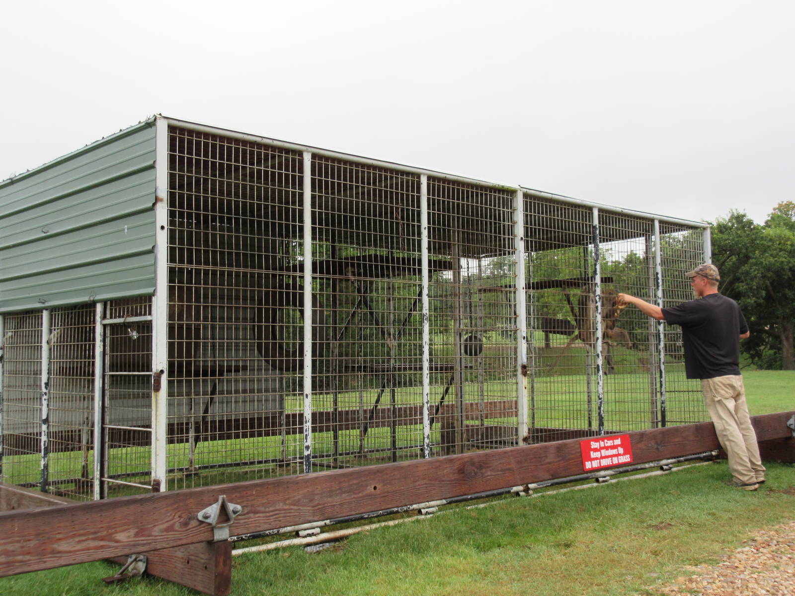 Wild Wilderness Drive Through Safari - Employee Feeding Olive Baboons