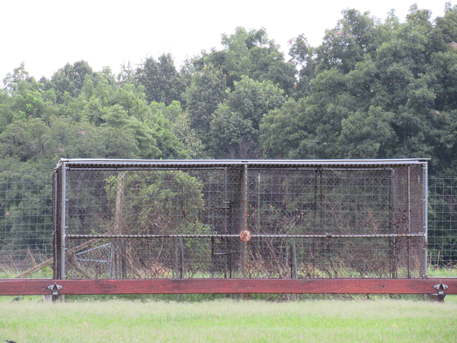 Wild Wilderness Drive Through Safari - Empty Cage